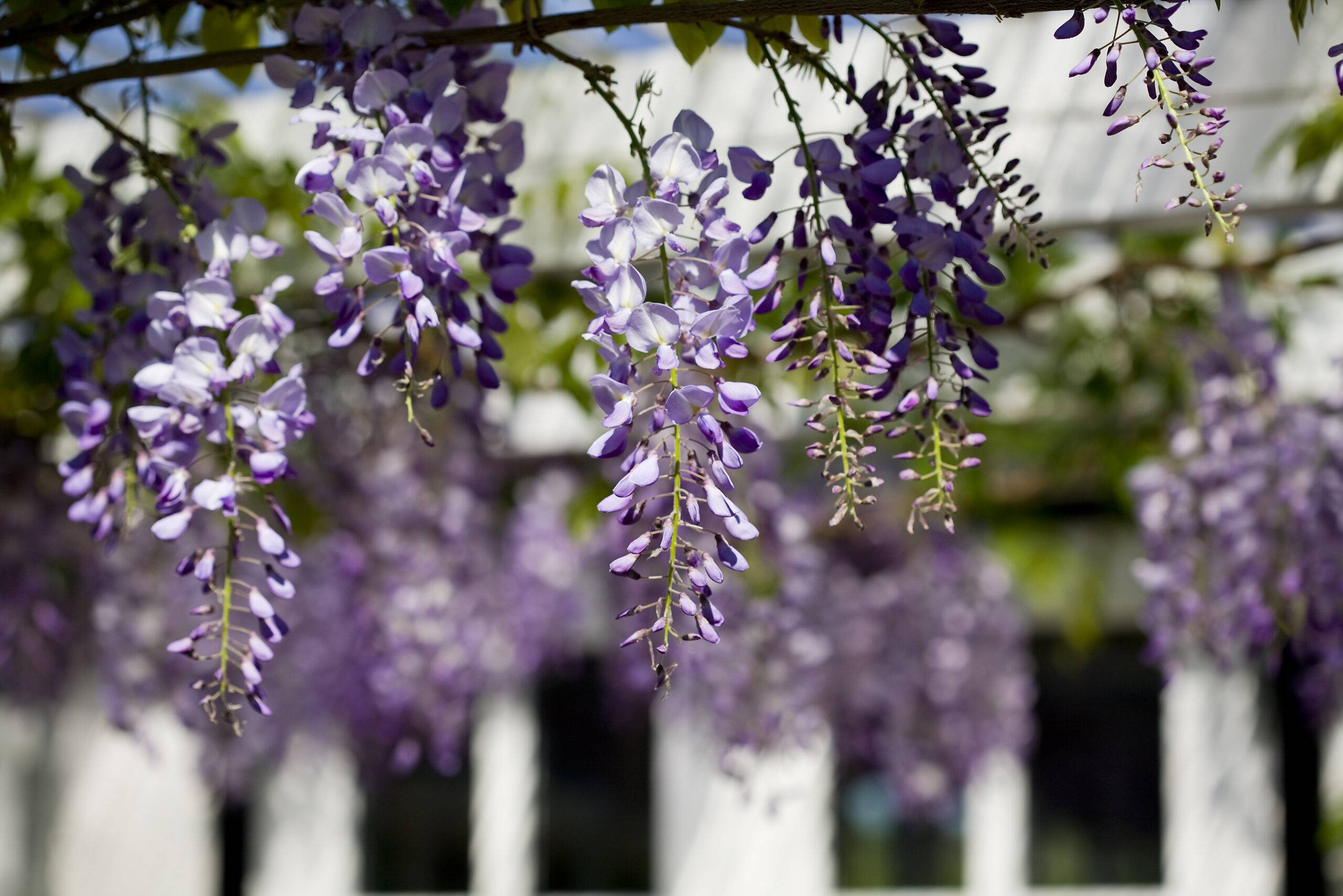 Close up of purple wisteria blossoms in garden