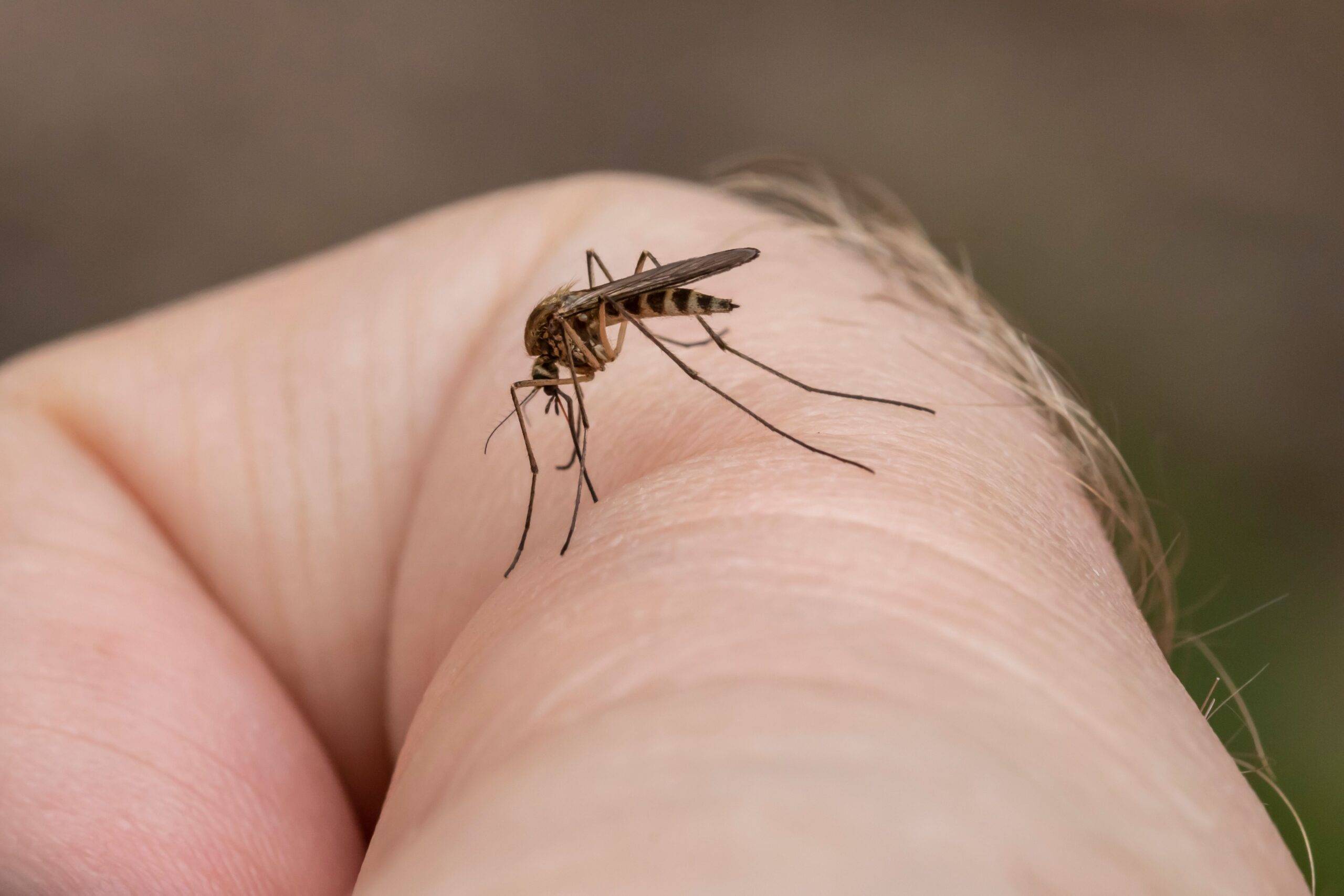A closeup shot of a mosquito on a human's skin
