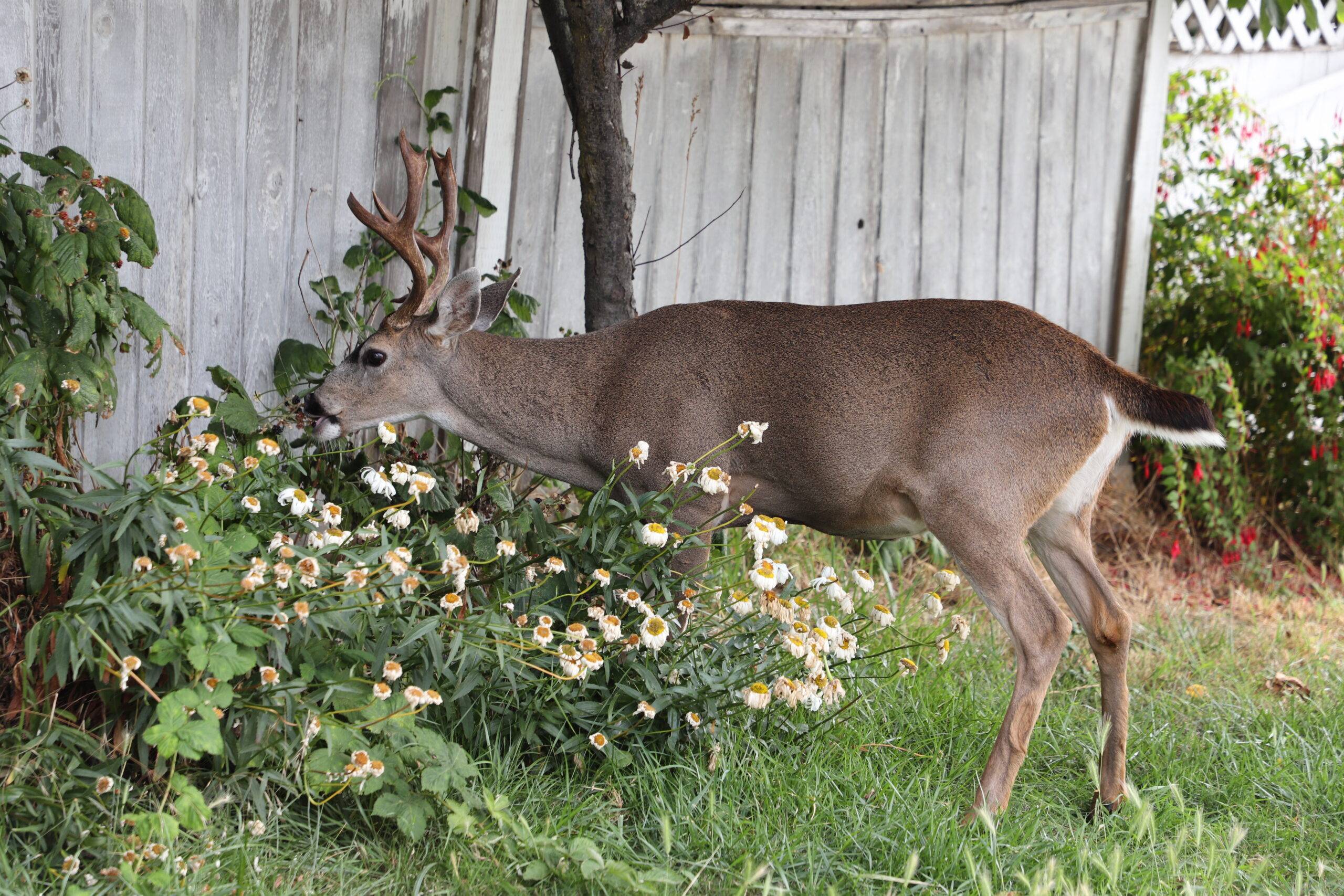 A deer in someone's yard, eating at plants growing along the fence.