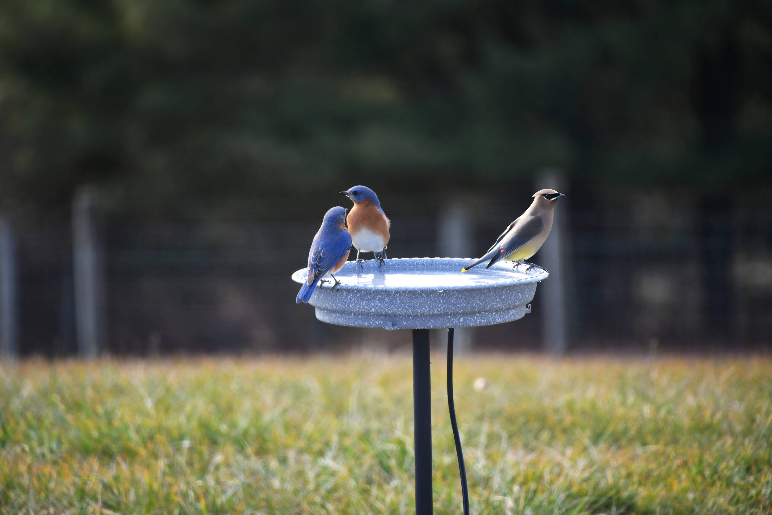 Two eastern bluebirds and one cedar waxwing all perched on a small bird bath.