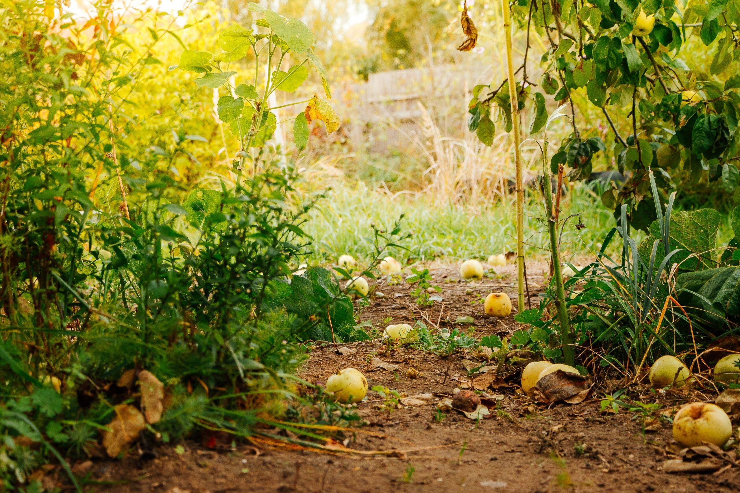Fallen yellow apples lie on the ground, a new harvest in the sun. Selective focus