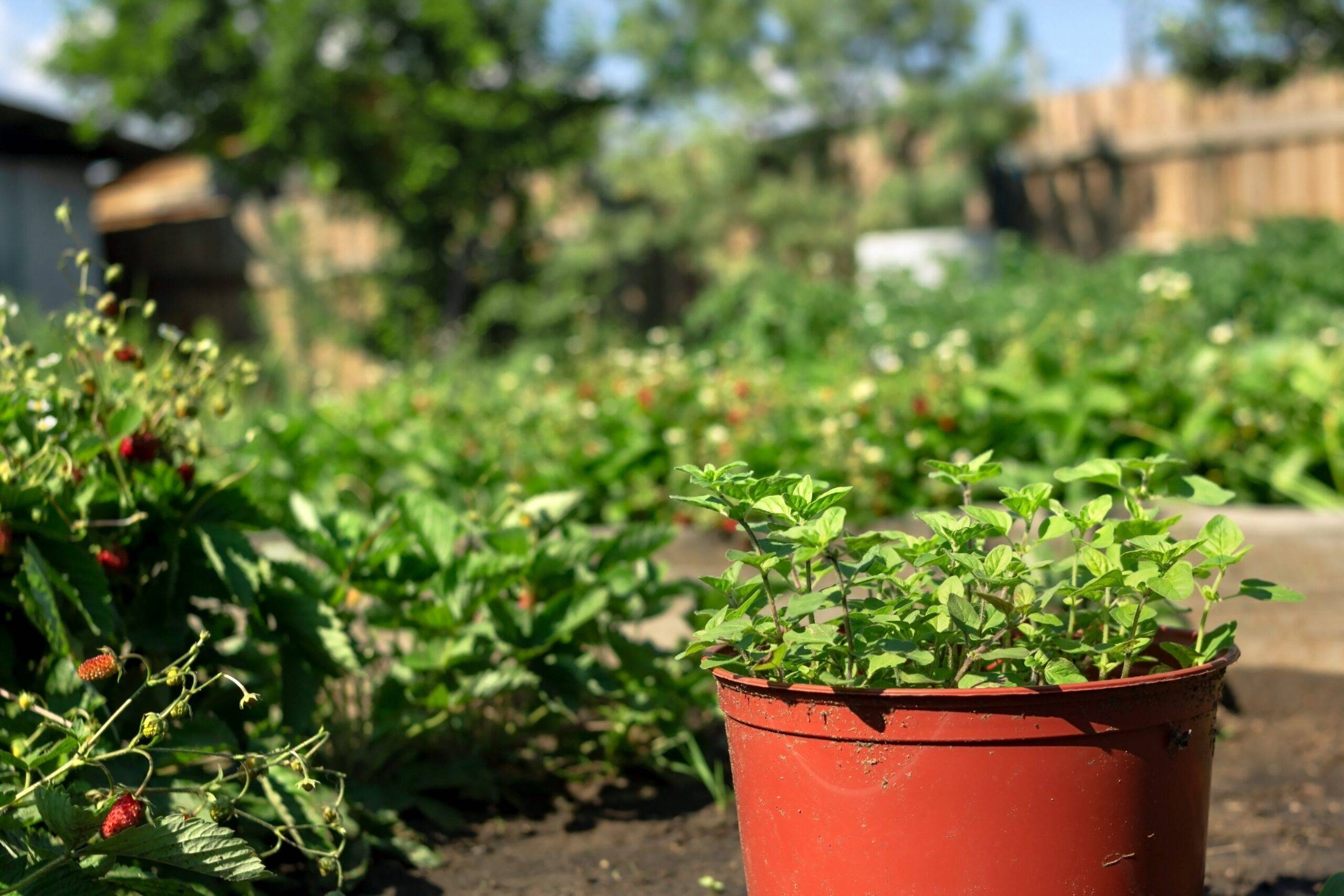 A low shot of a casual outdoor garden, a large potted plant in the foreground.
