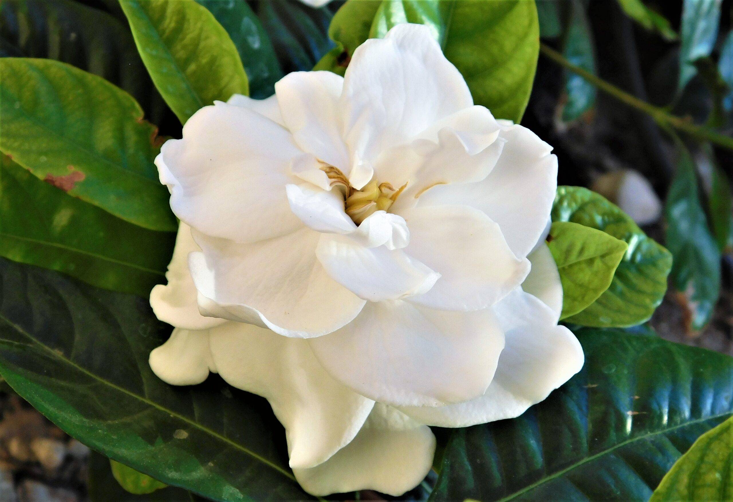 A closeup of a blooming white Gardenia
