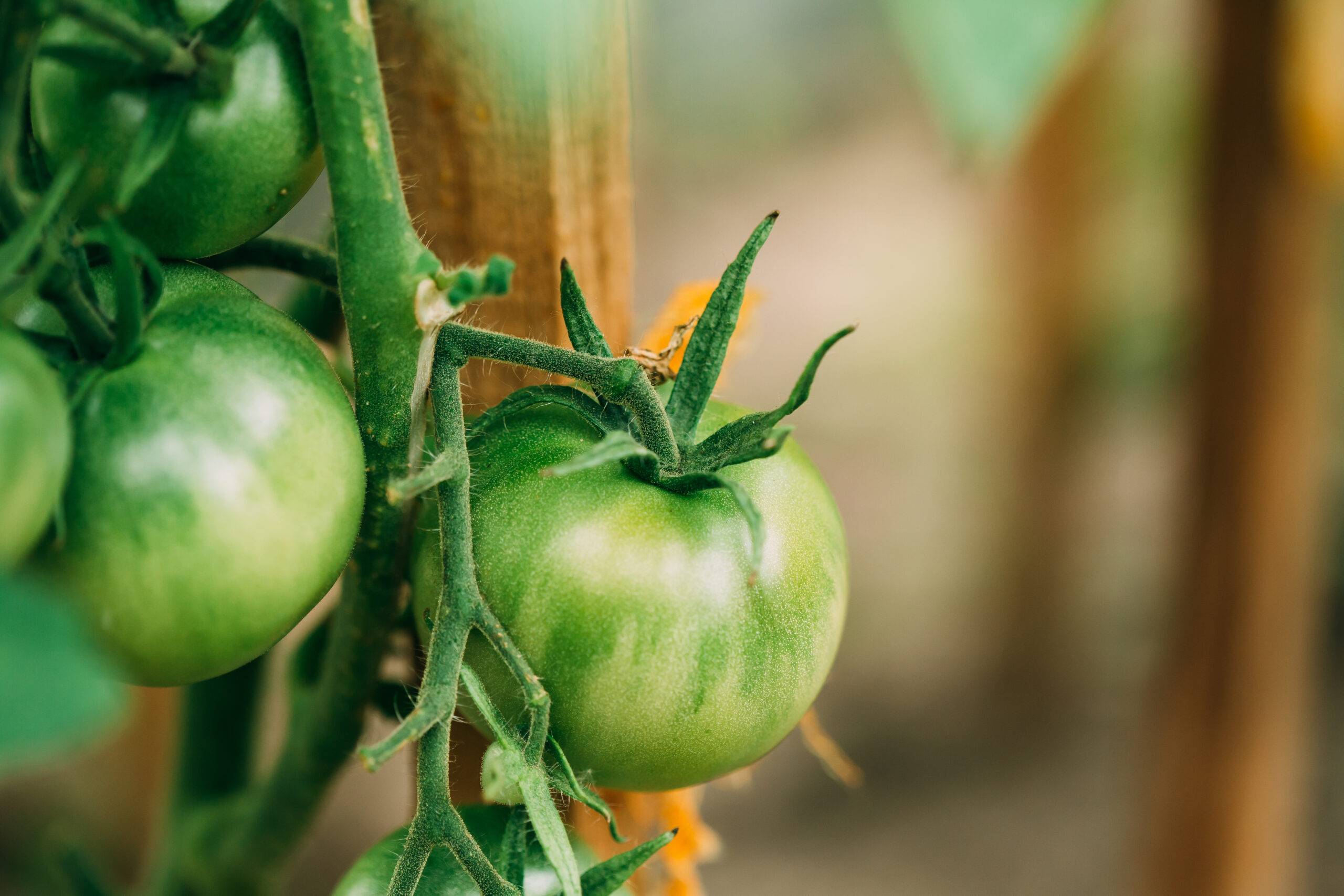 Green Growing Organic Tomato. Homegrown Tomatoes In Vegetable Garden.