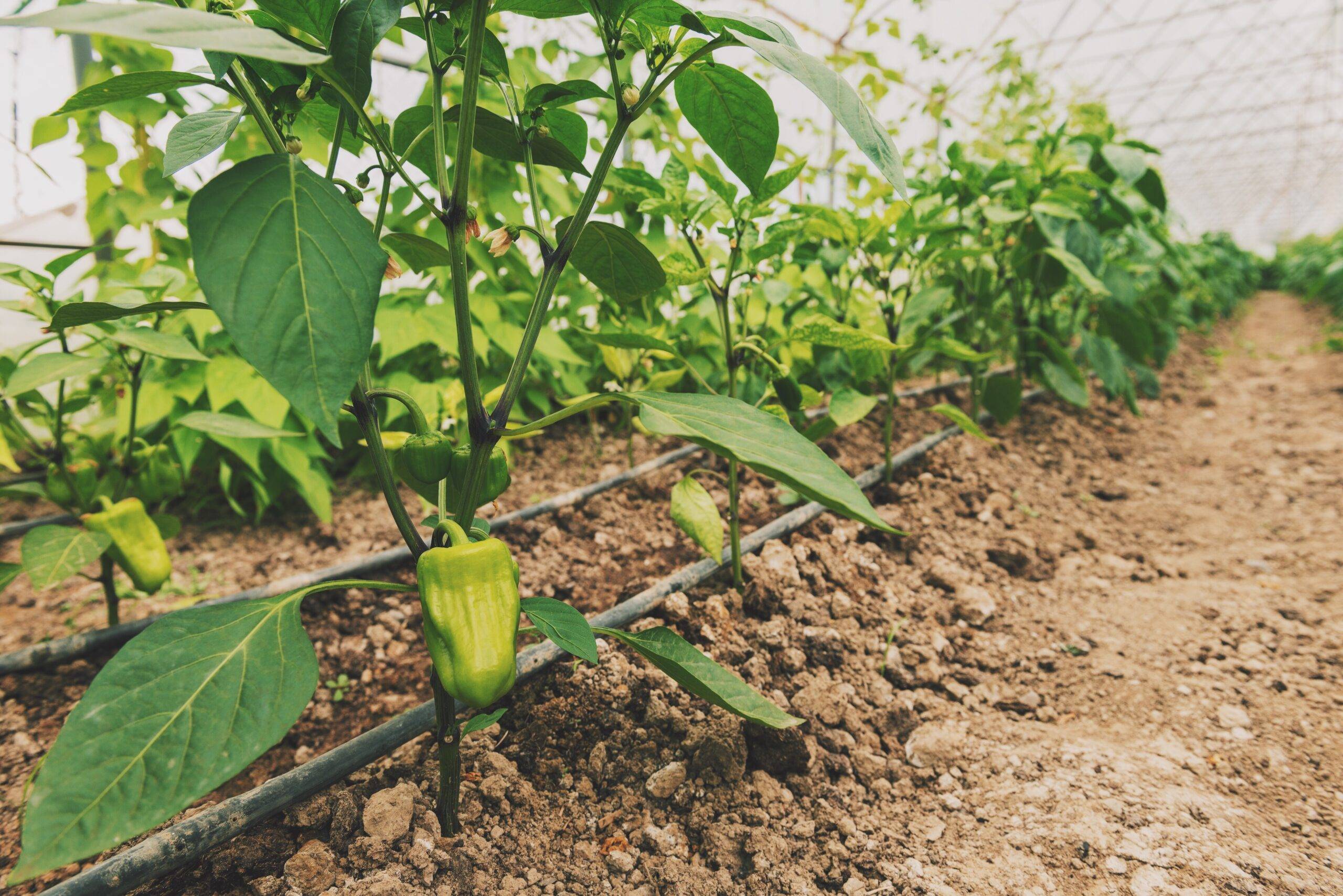 A low shot of some vegetable plants growing in a row.