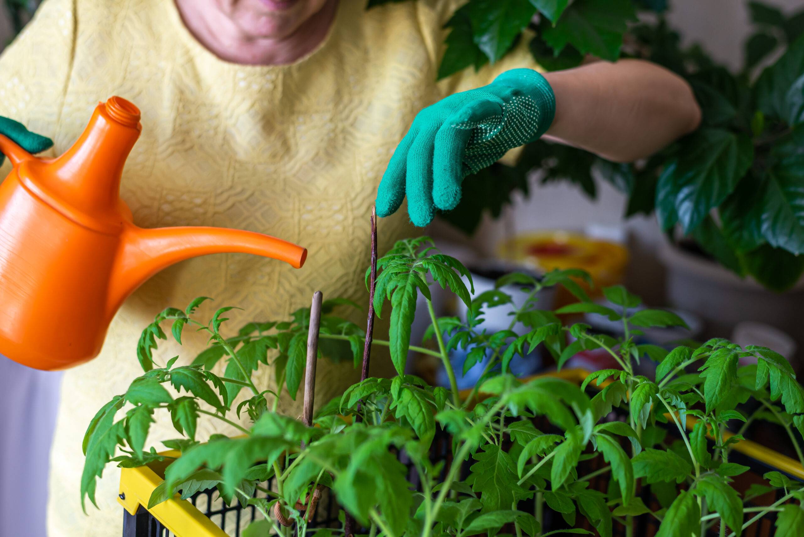 A woman approaching a collection of small tomato plants with a watering can and gloves.