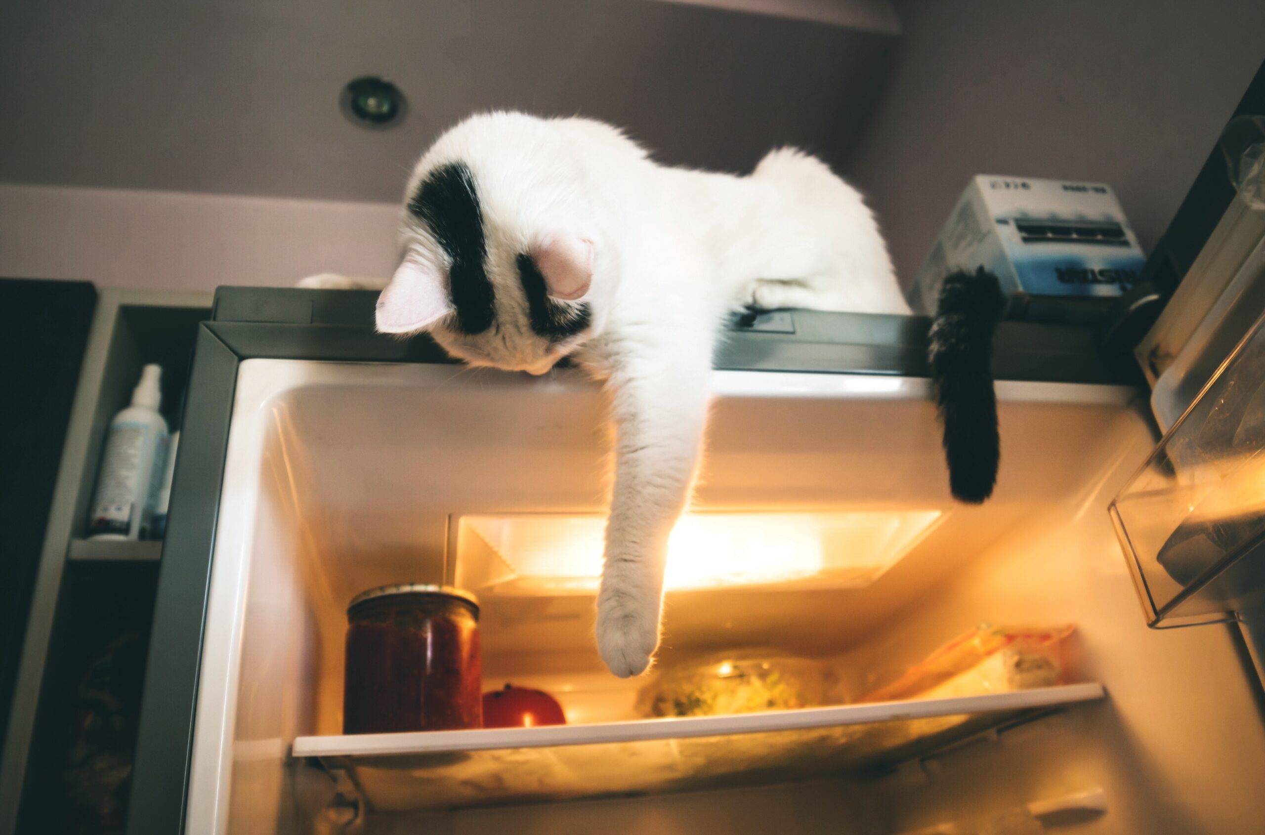 A cat laying on the top of an open fridge, looking down into it and trying to reach in with its paw.
