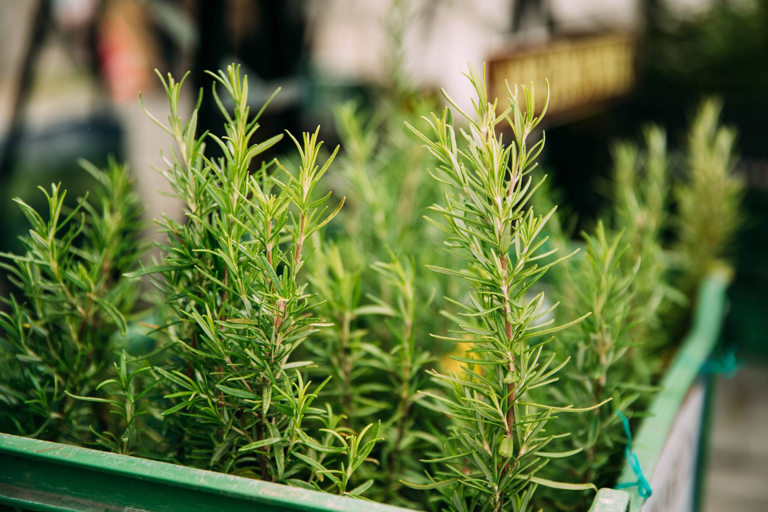 A rosemary plant in a green tray.