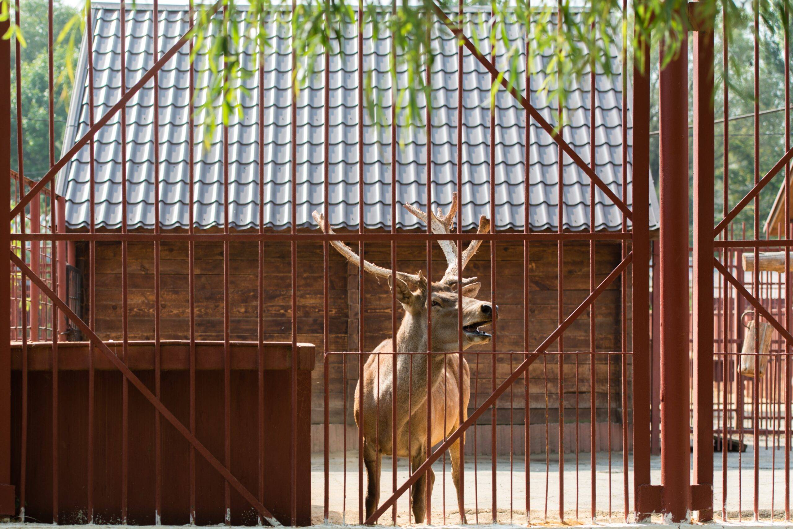 A deer standing in front of a large metal gate, mid-call.