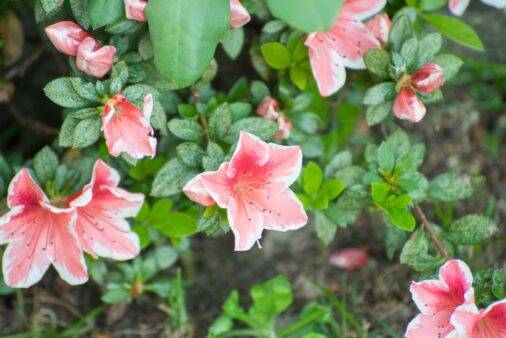 A selection of blooming pink azaleas.