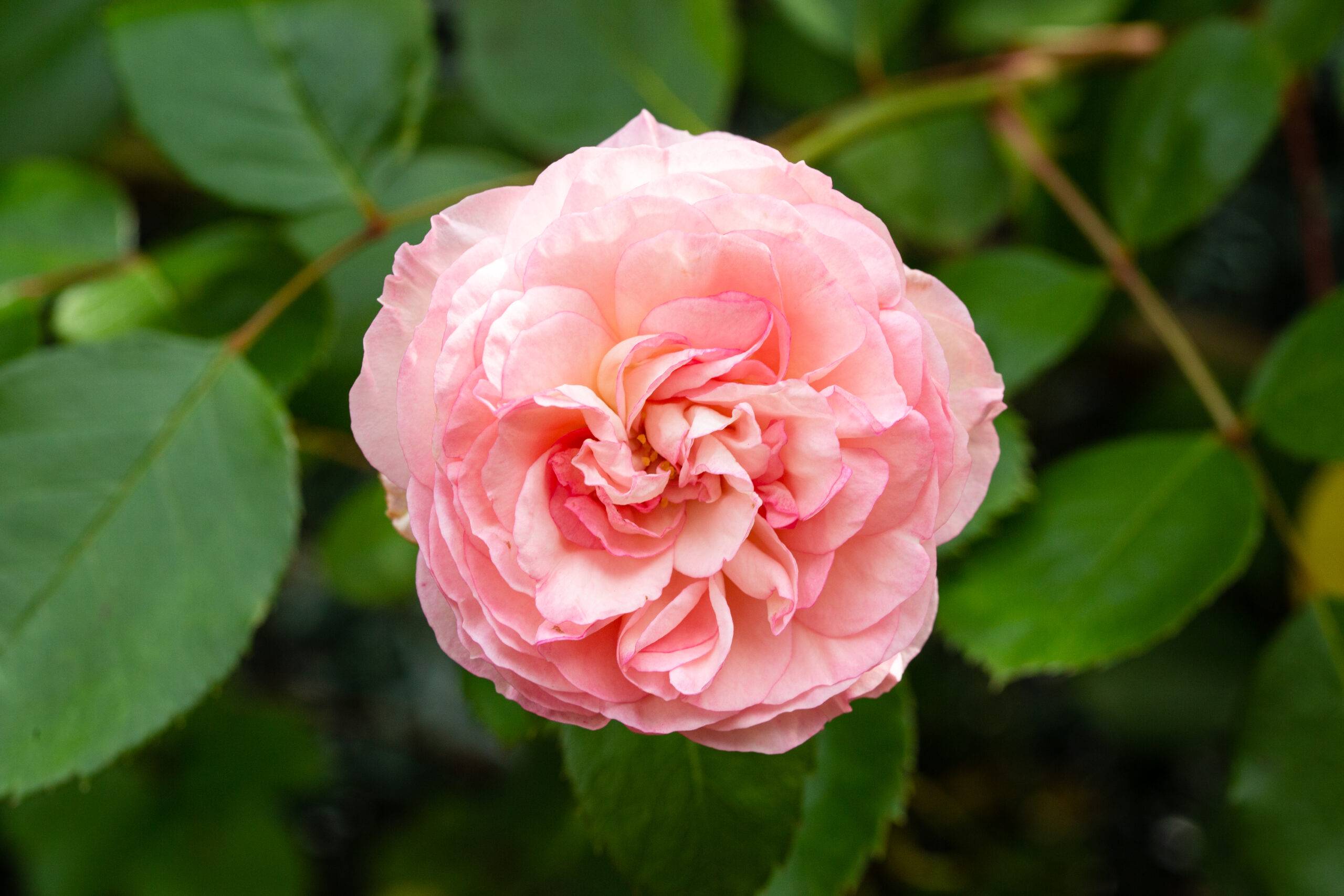 Pink rose flower growing on outdoor garden.