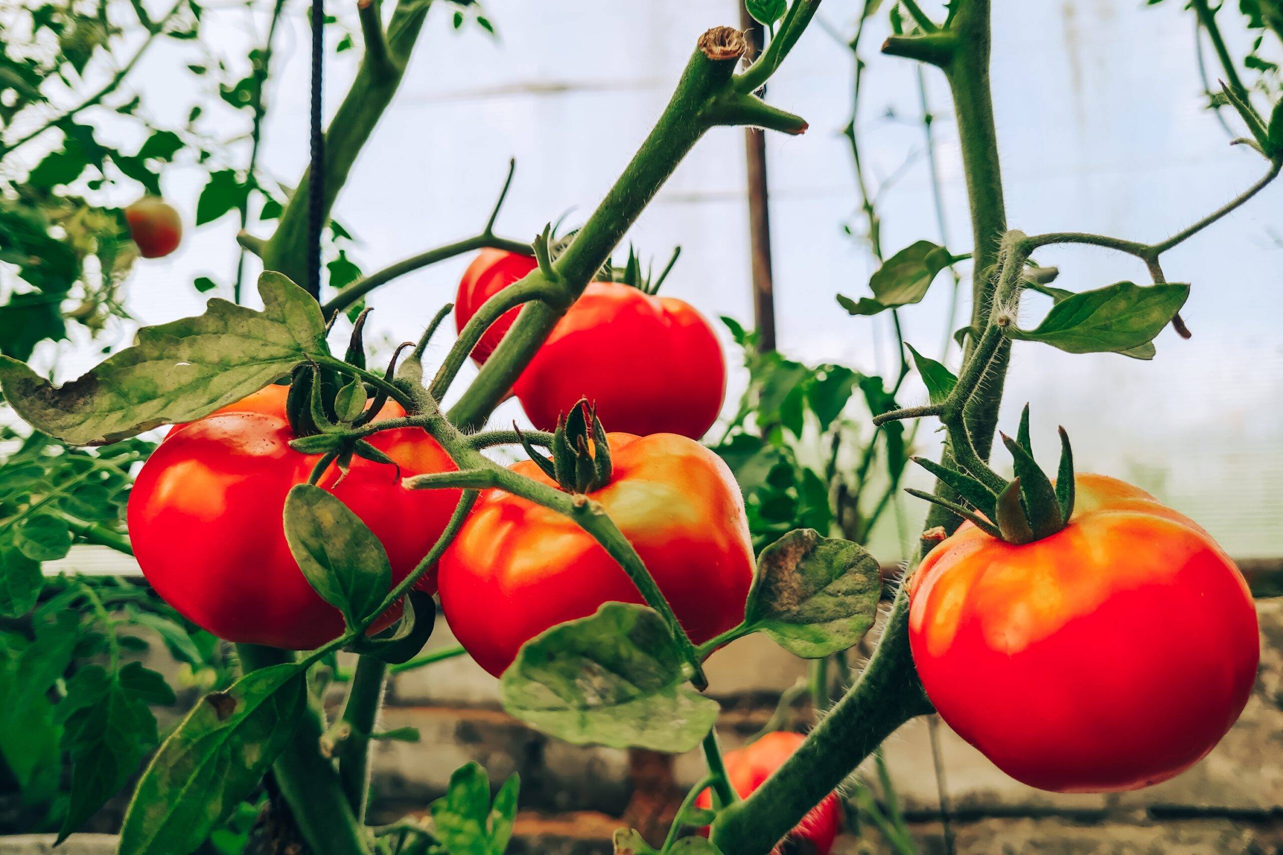 Ripe juicy tomatoes on a branch. Growing vegetables in a greenhouse. Farming and gardening.