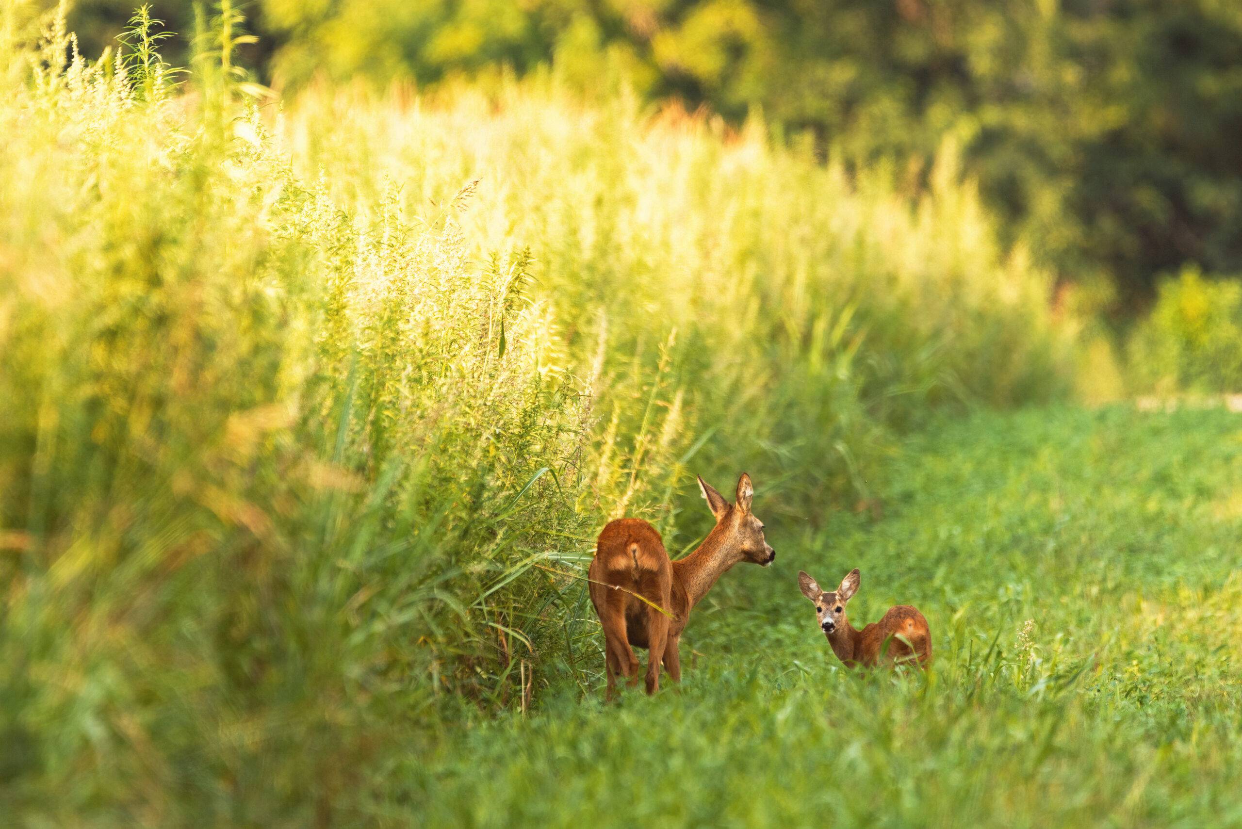 Roe deer and a fawn on meadow