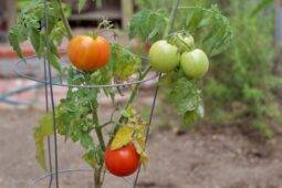 7 Tomato Growing Tips For Home Gardeners