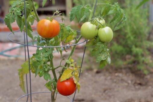 A tomato plant crawling up a cage.