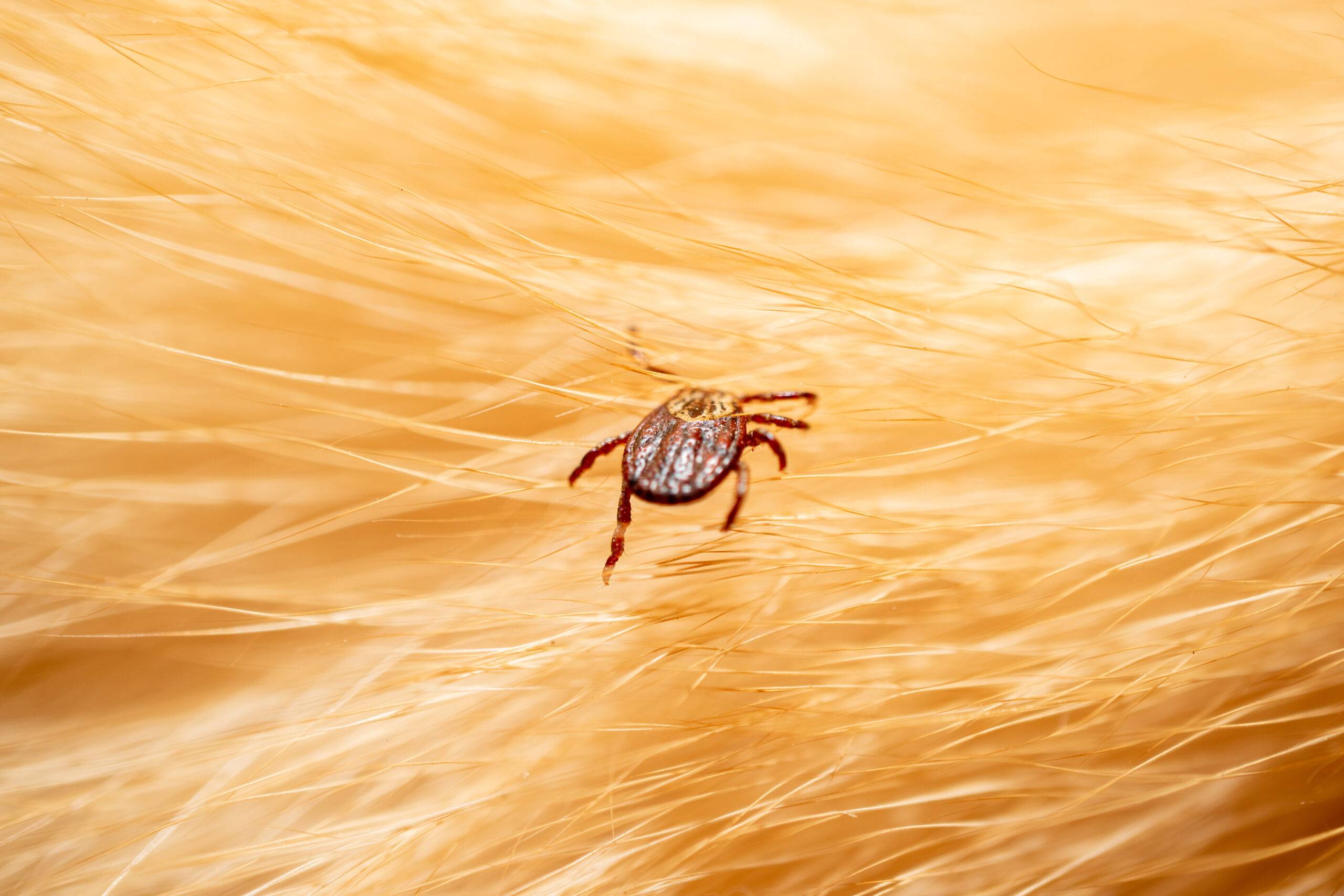 Ticks on dog hair. Ticks sucking dog blood. Dangerous insect mite, encephalitis, lyme disease, borreliosis, infection concept
