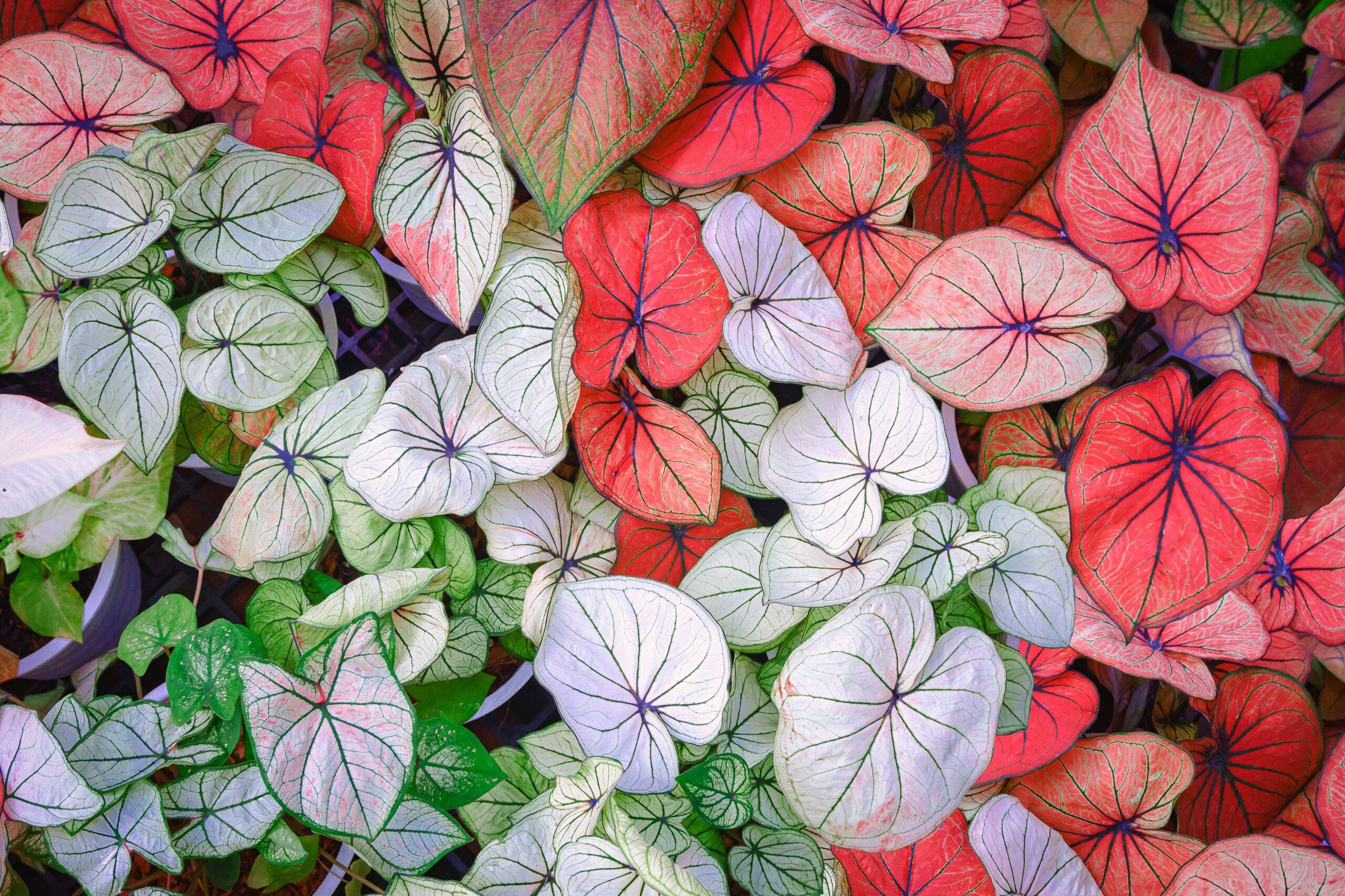 Top view of a collection of Caladium leaves of different varieties and colors.