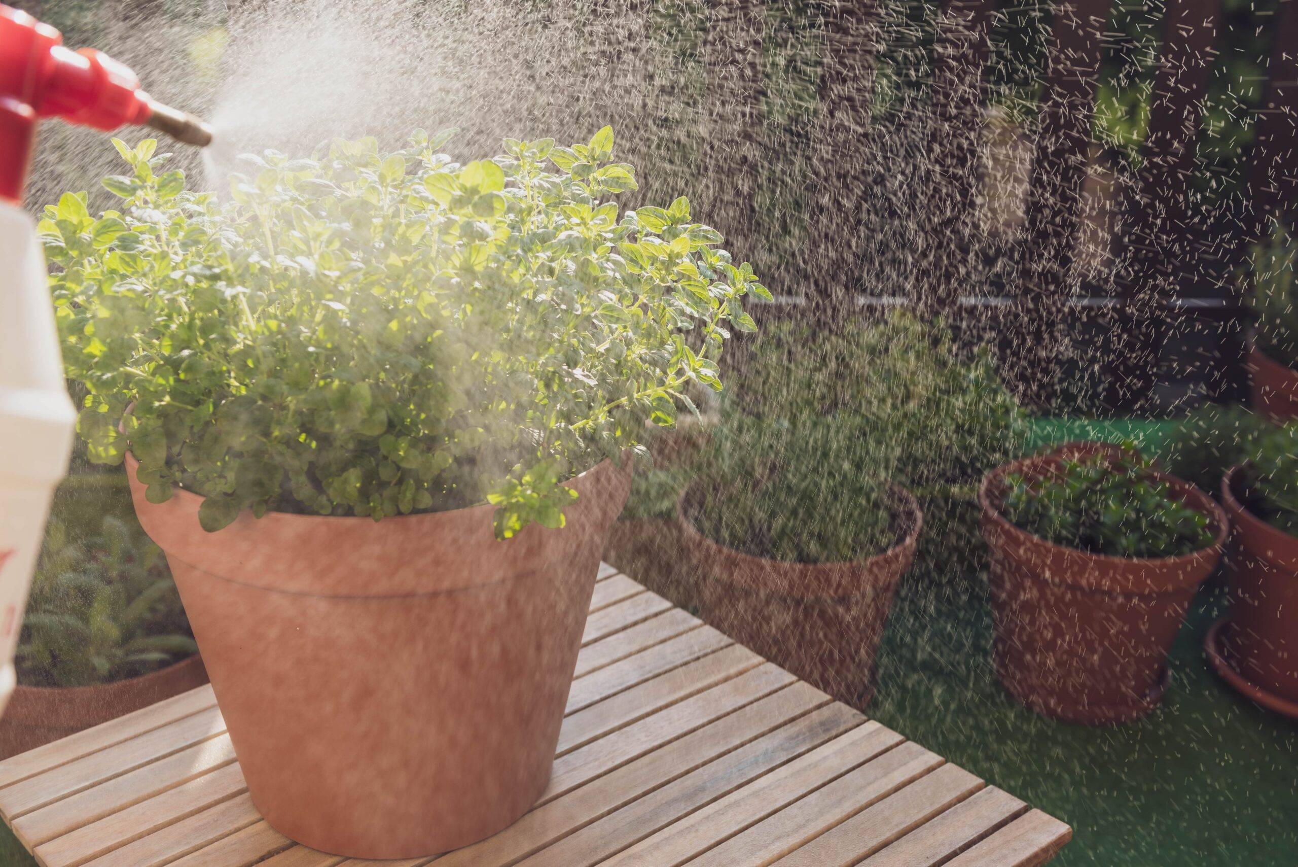 A person spraying large pots of herbs with water.