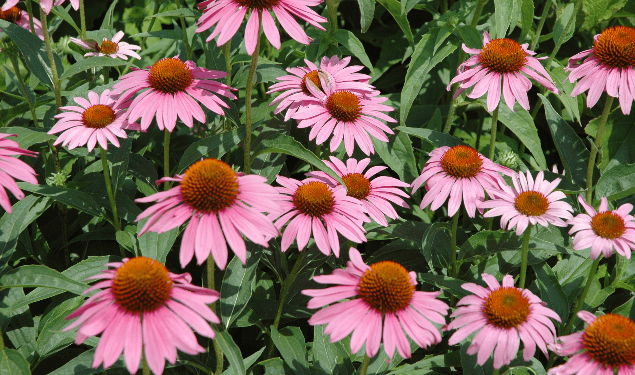A bush of Coneflowers.