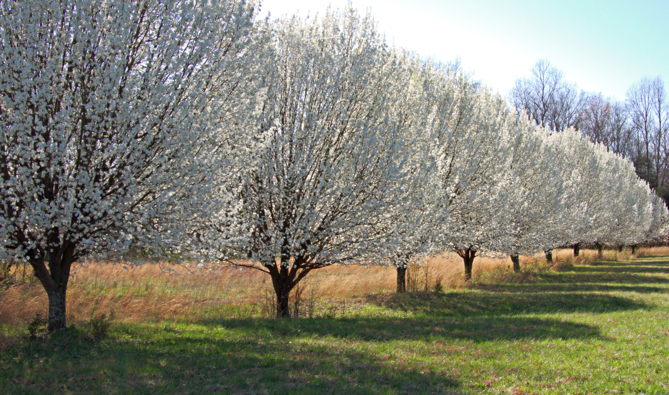 A row of Bradford pear trees.