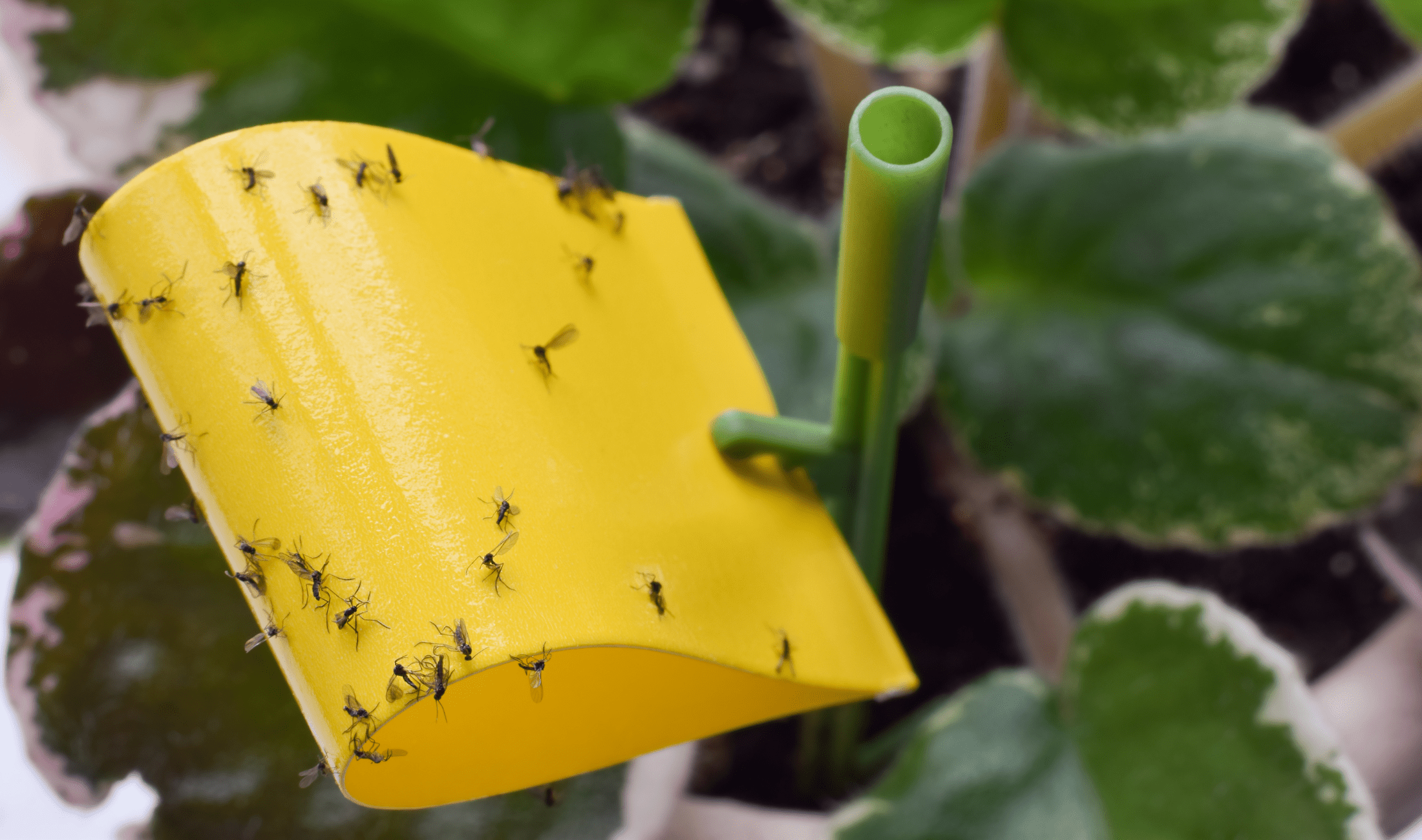 A folded yellow piece of sticky paper in a green plastic holder, stuck into a plant. The sticky paper is covered in fungus gnats.