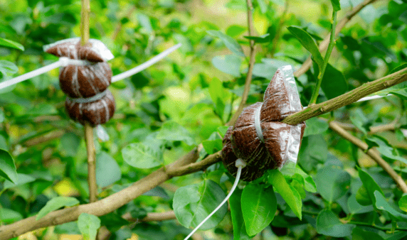 Two bags of soil tied to tree branches.