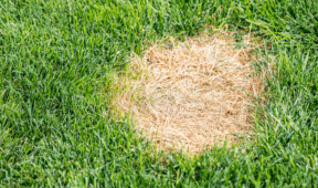 How To Fix Large Yellow Spots On Your Lawn