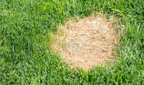 A lawn with a small yellow patch.