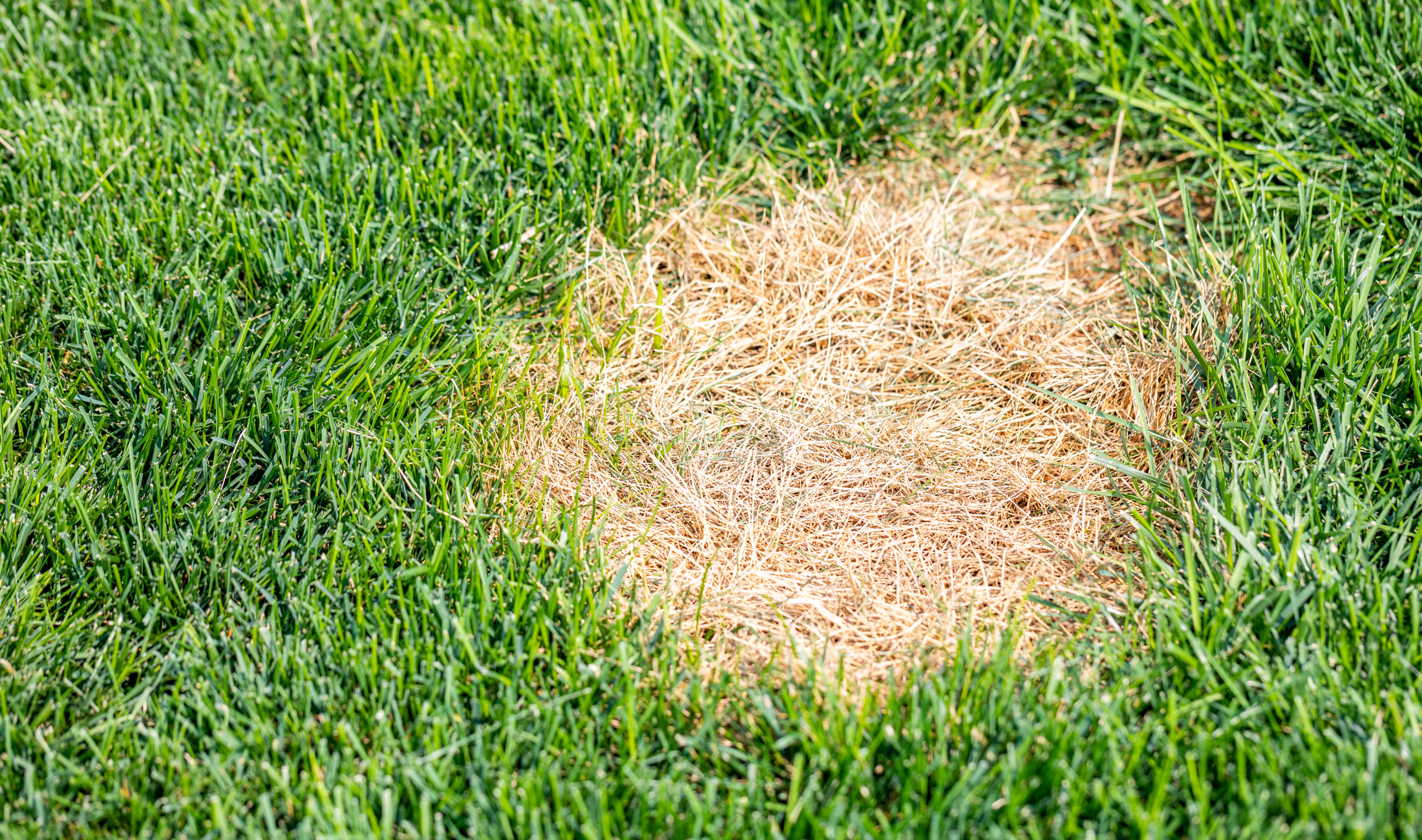A lawn with a small yellow patch.