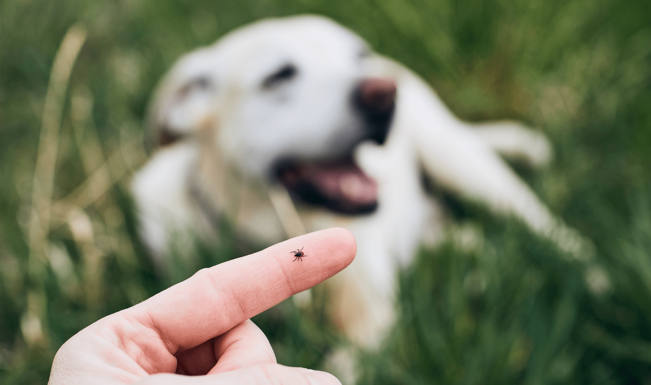 A tick on someone's finger, their dog laying in the background behind their hand, presumably where the tick came from.