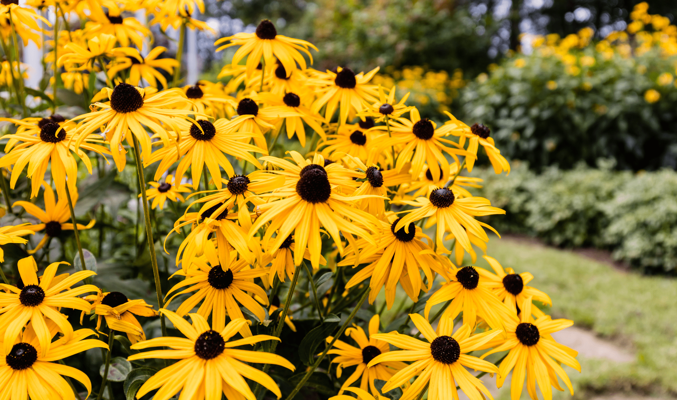 A bush of Black-Eyed Susans.