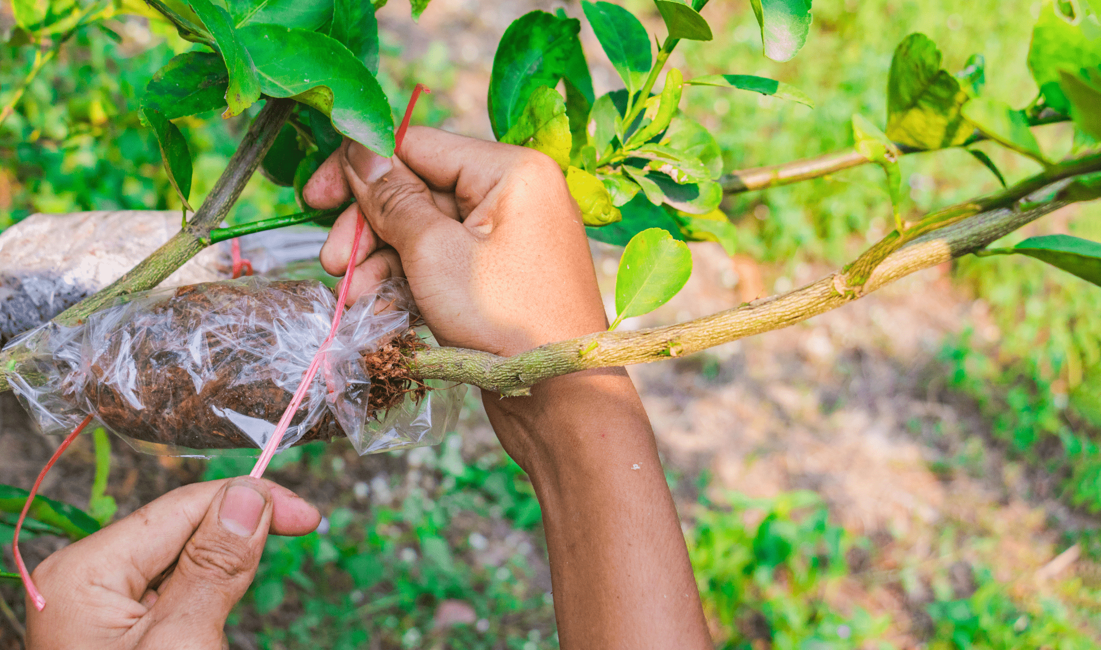 A person tying a bag of soil and moss to a tree branch.