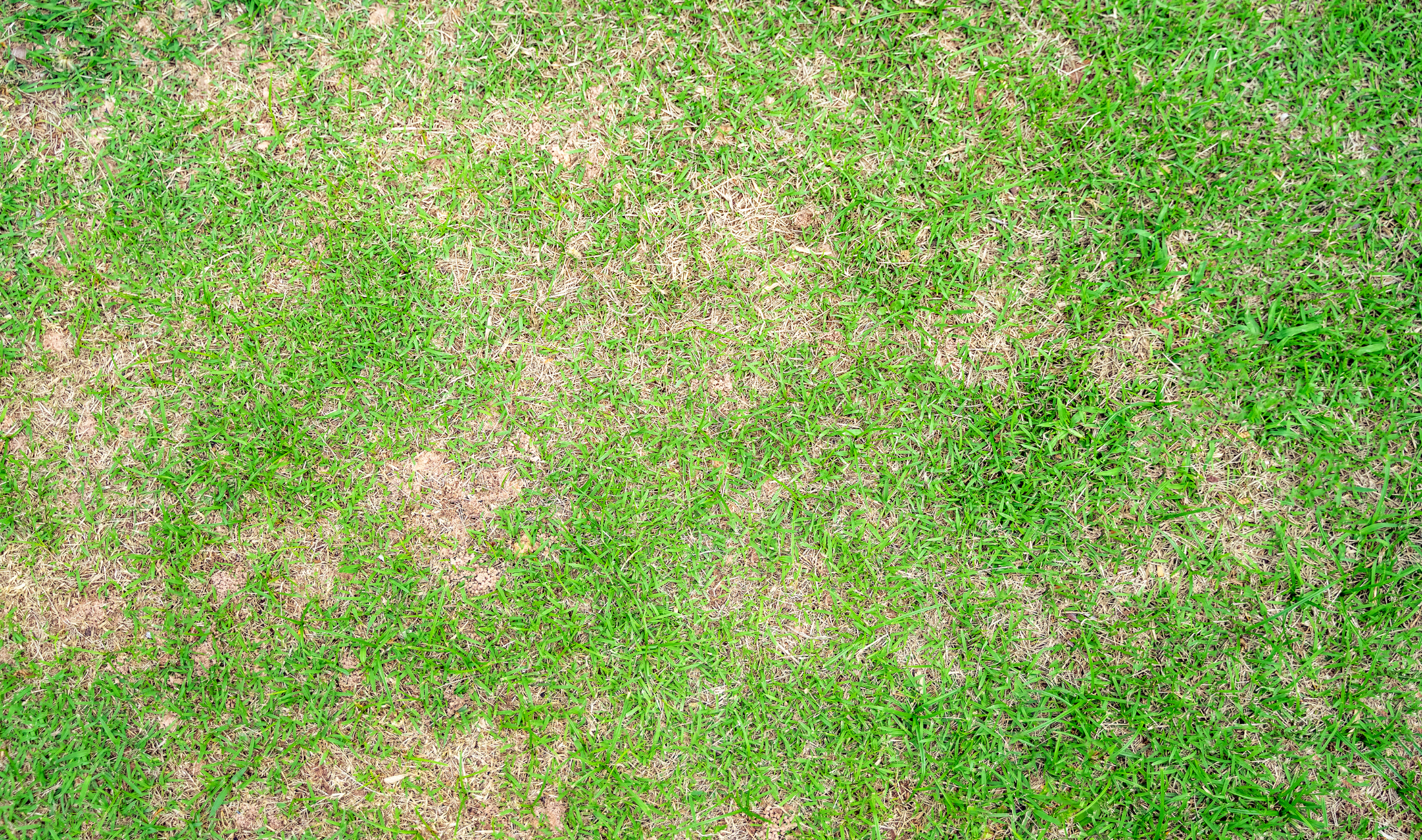 A patchy lawn with many small dead spots
