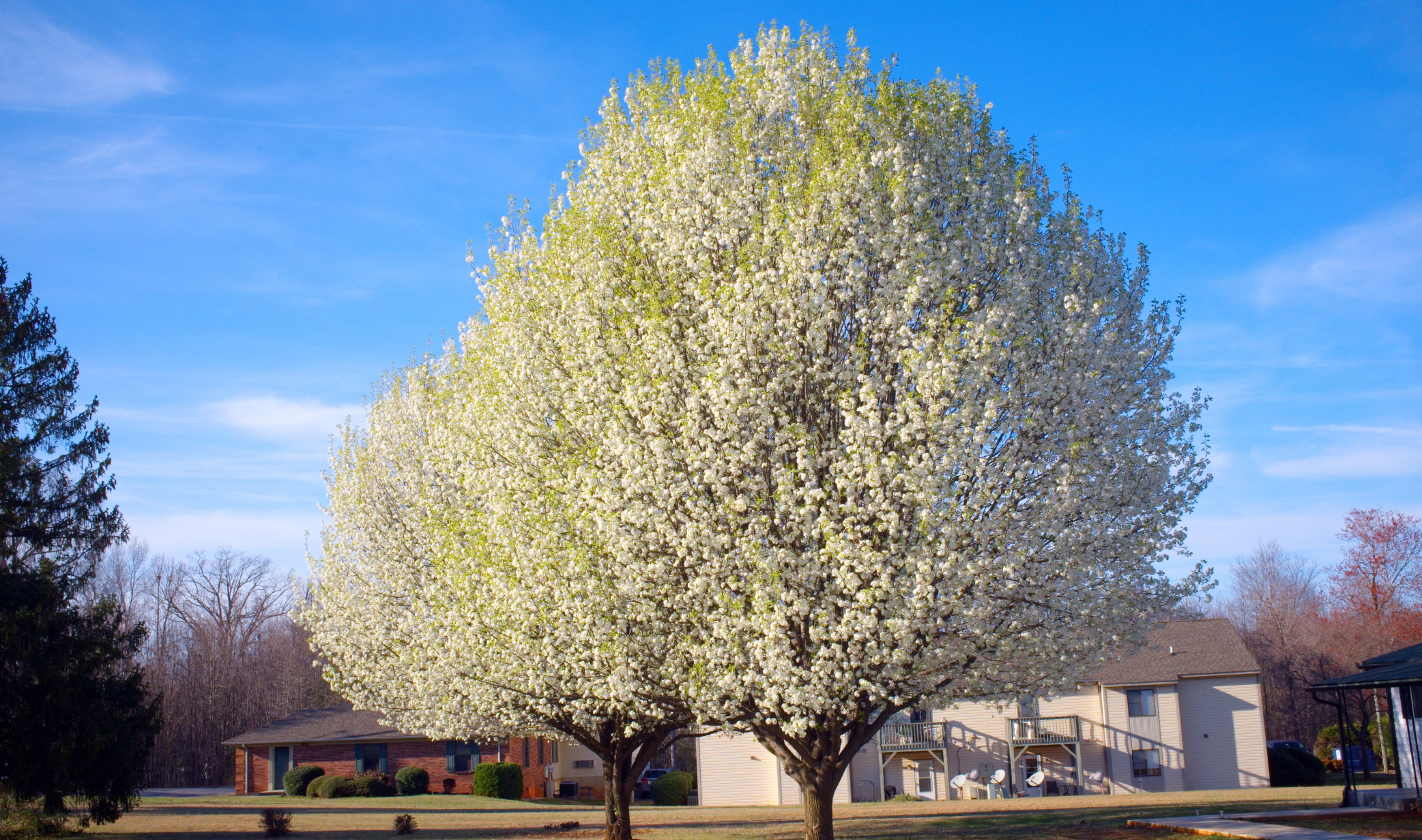 Two Bradford pear trees.