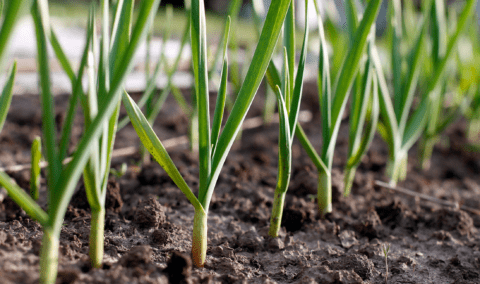 Garlic stems in a garden.
