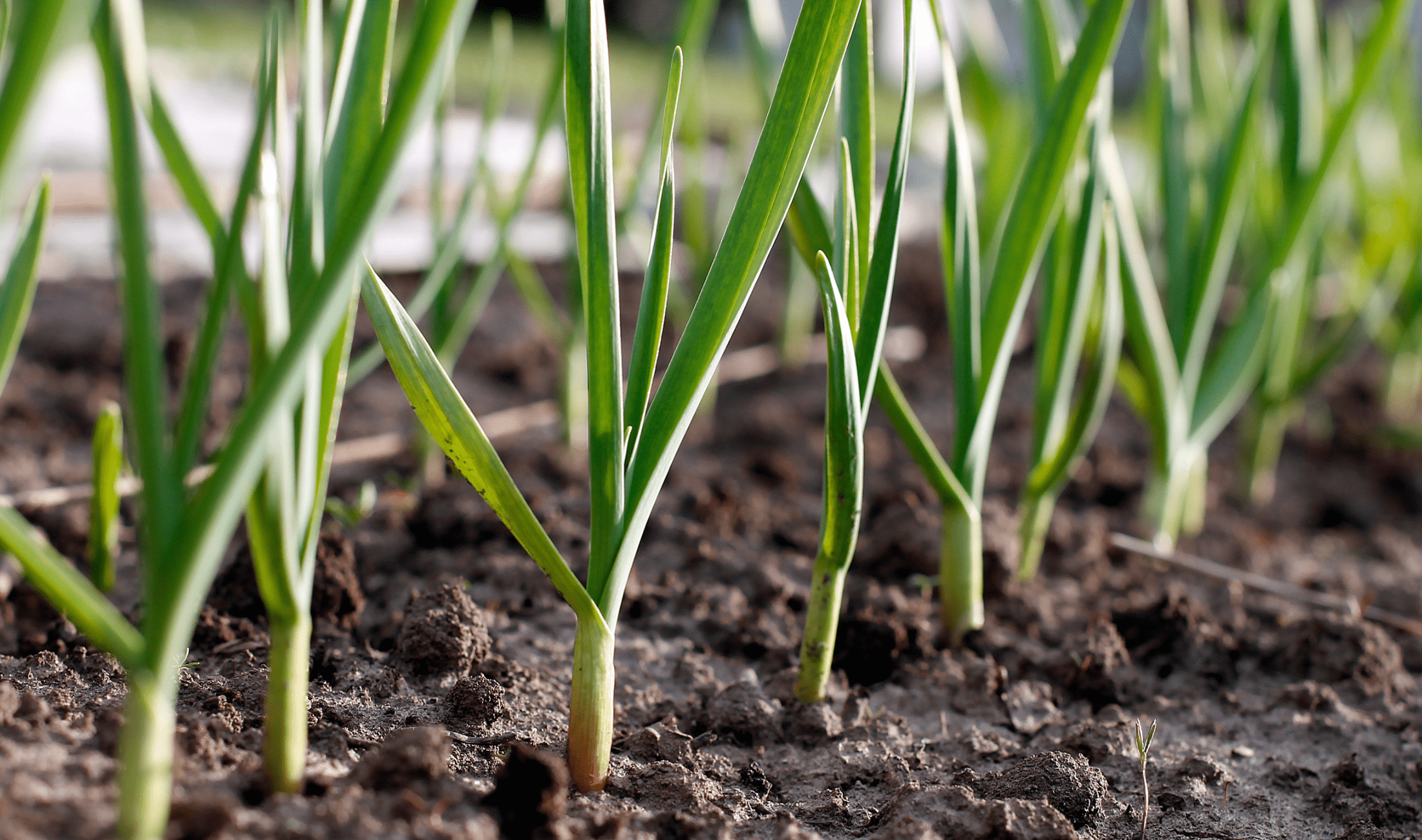 Garlic stems in a garden.