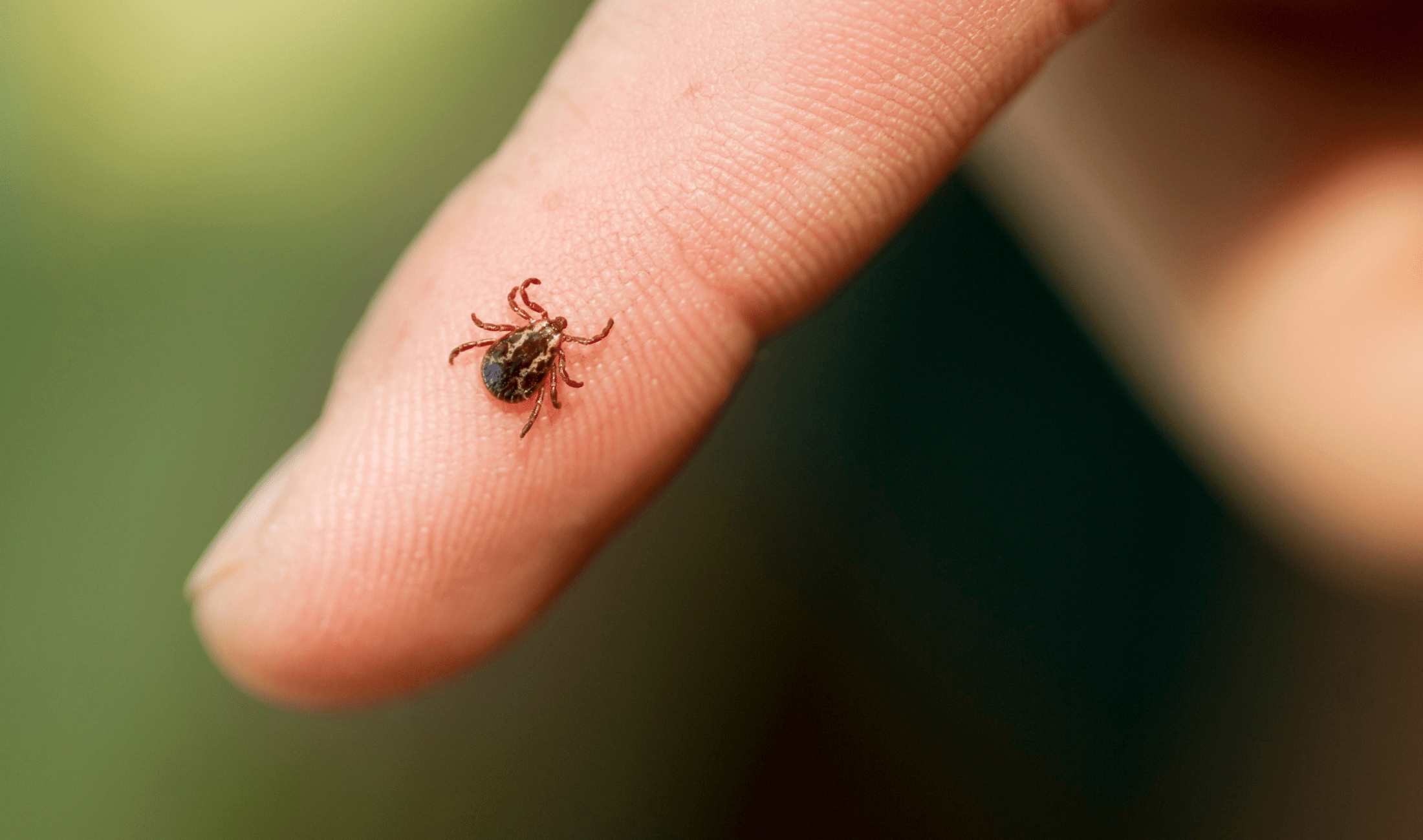 A tick on a person's finger.