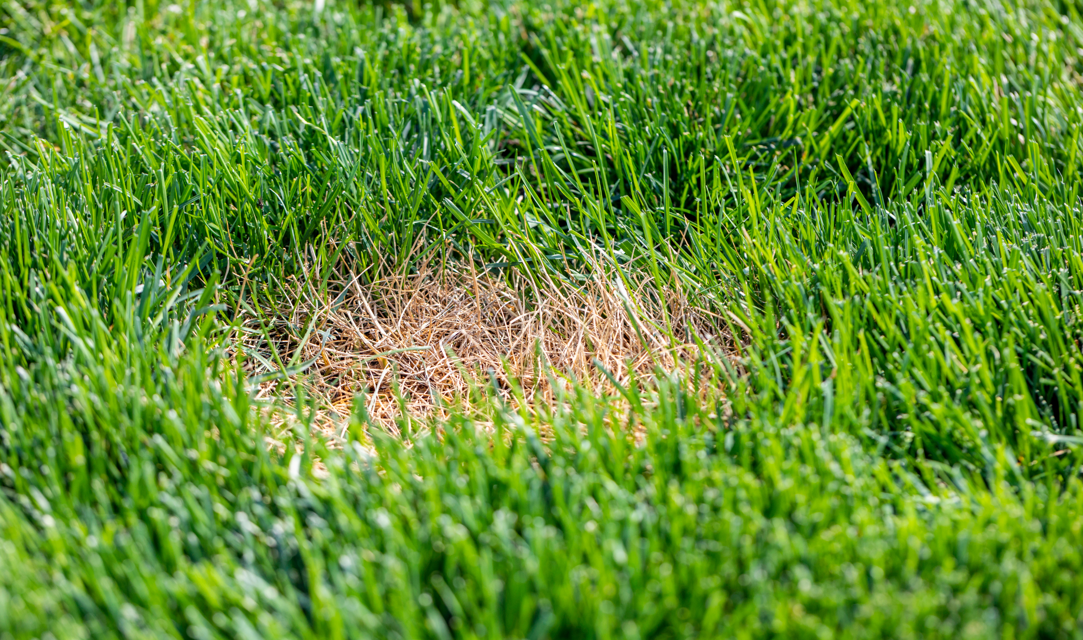 A lawn with a small yellow patch.