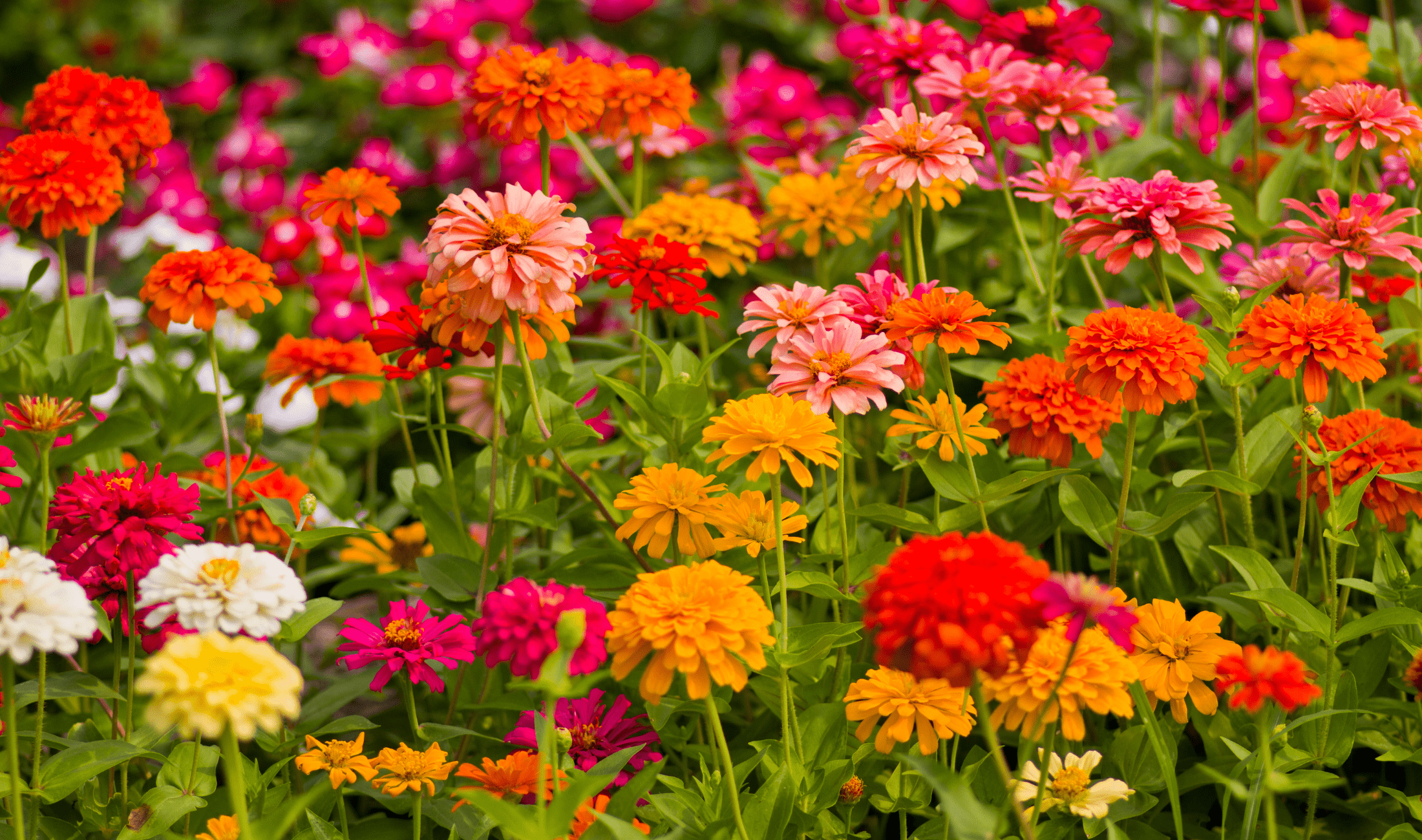 A bush of Zinnias.