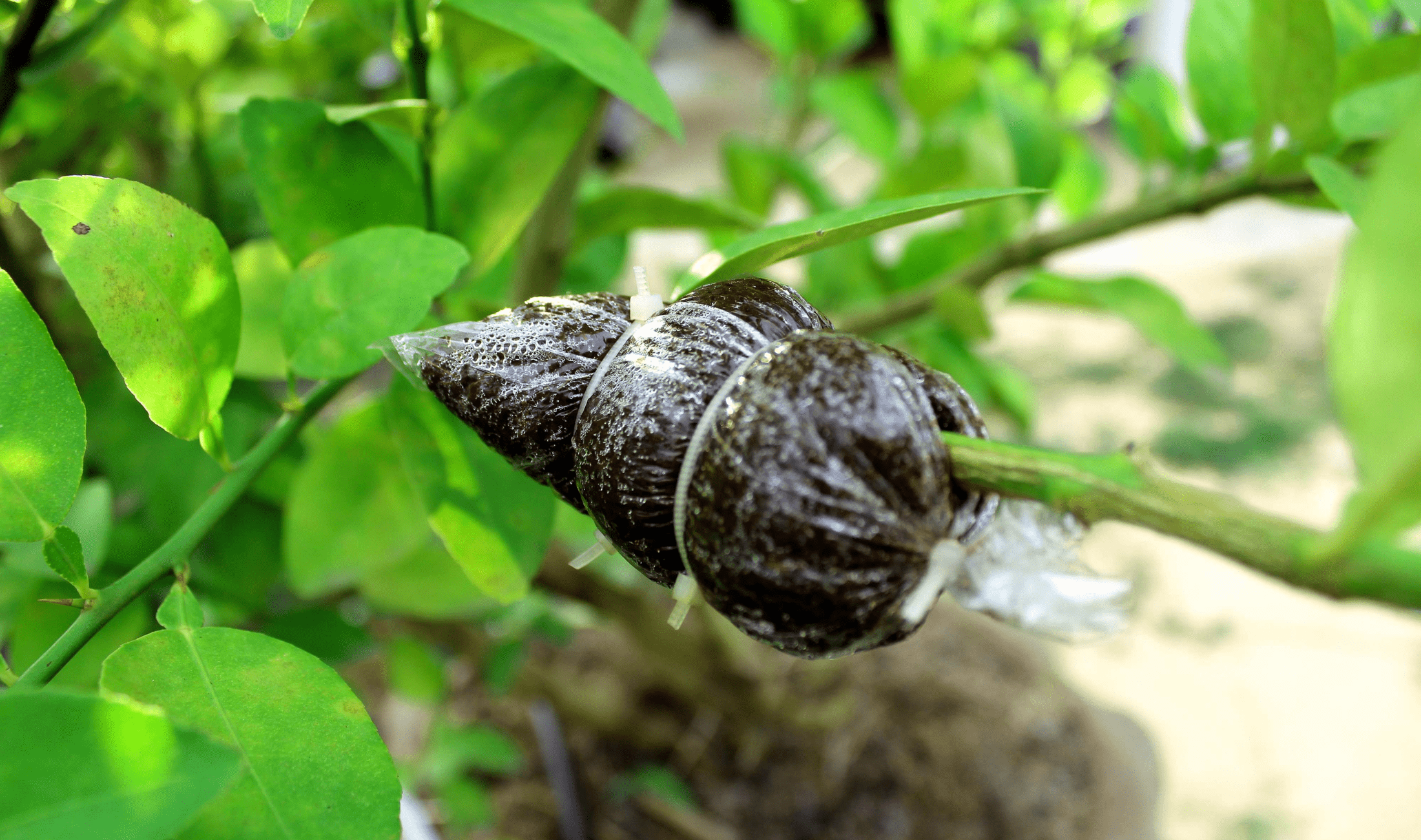 A bag of soil tied to a tree branch.