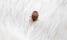 How To Keep Ticks Out Of Your Yard