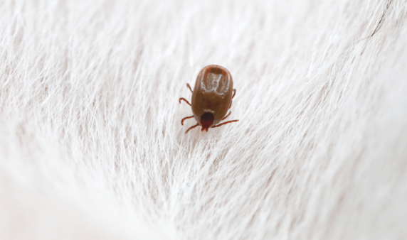 An engorged tick in some animal fur.