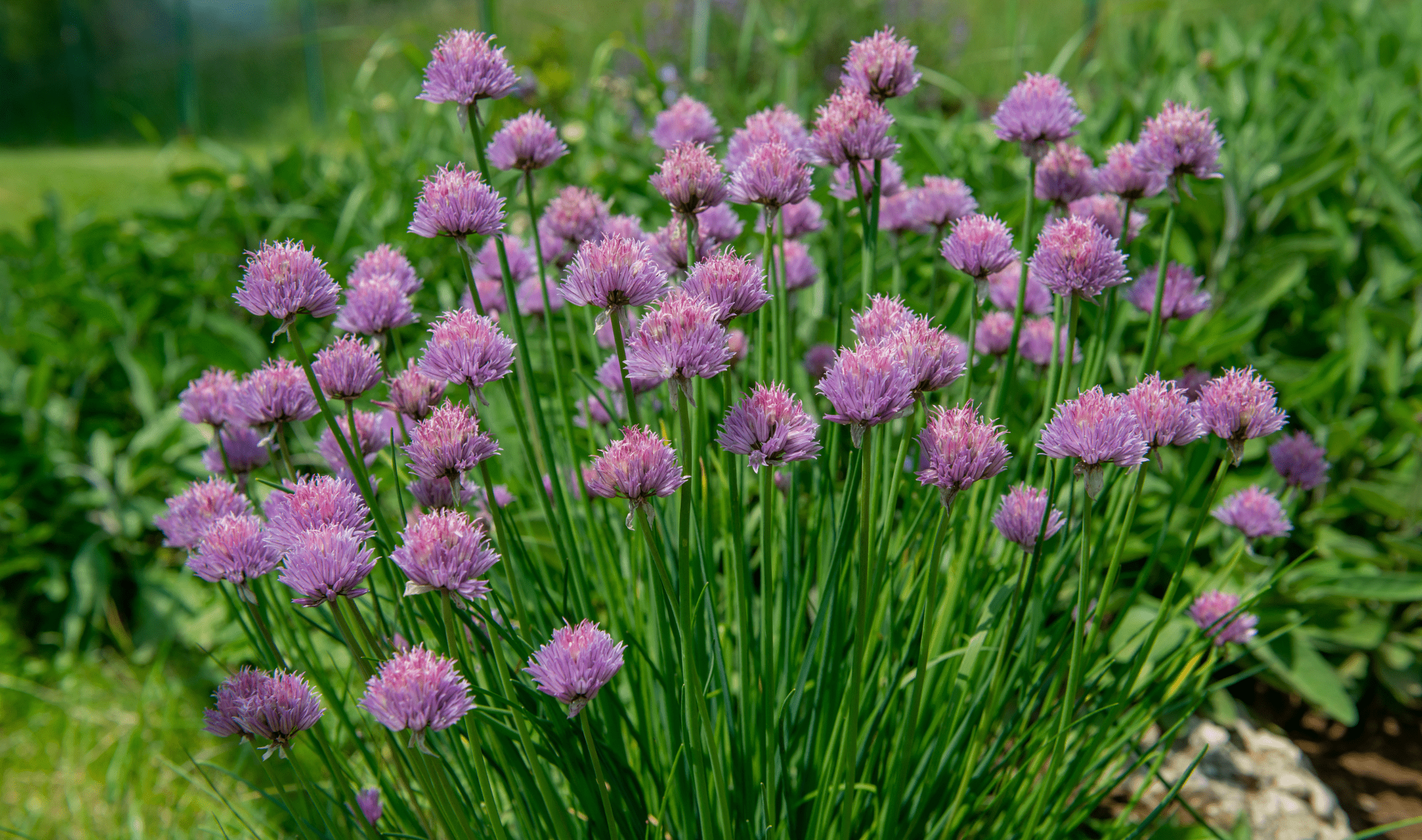 A bush of chives in a garden.