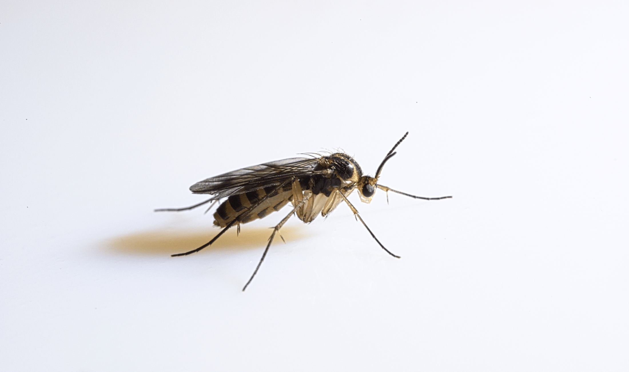 A closeup photo of a fungus gnat.