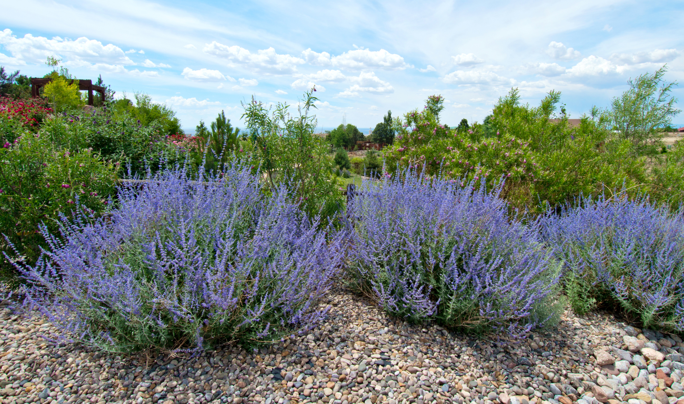 A few bushes of Russian Sage.