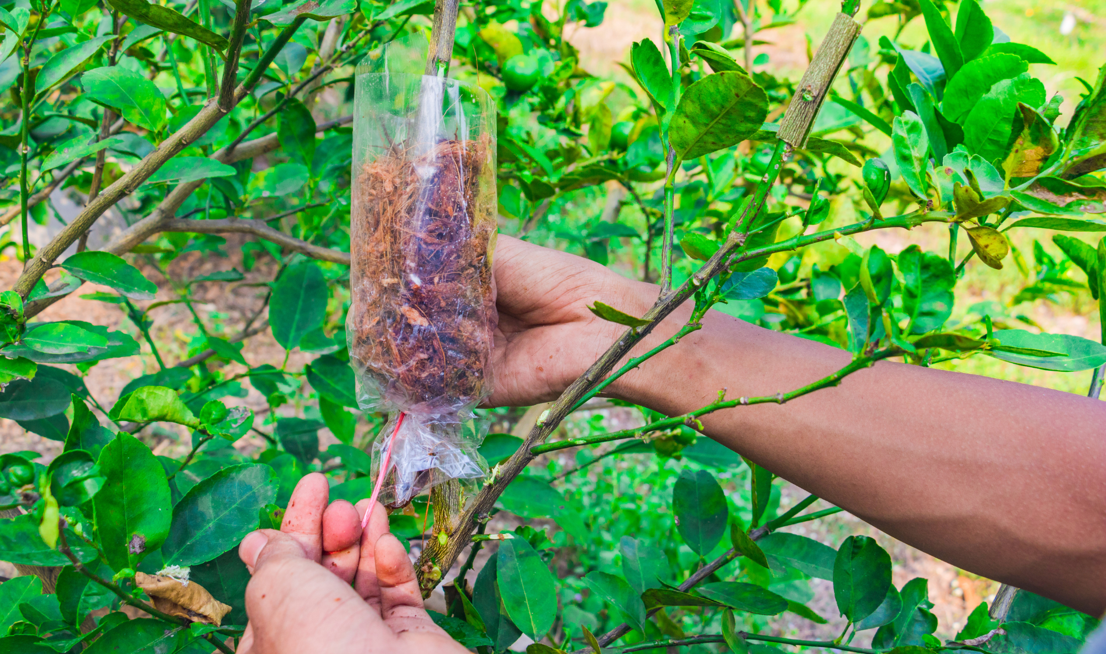 A person tying a bag of soil and moss to a tree branch.