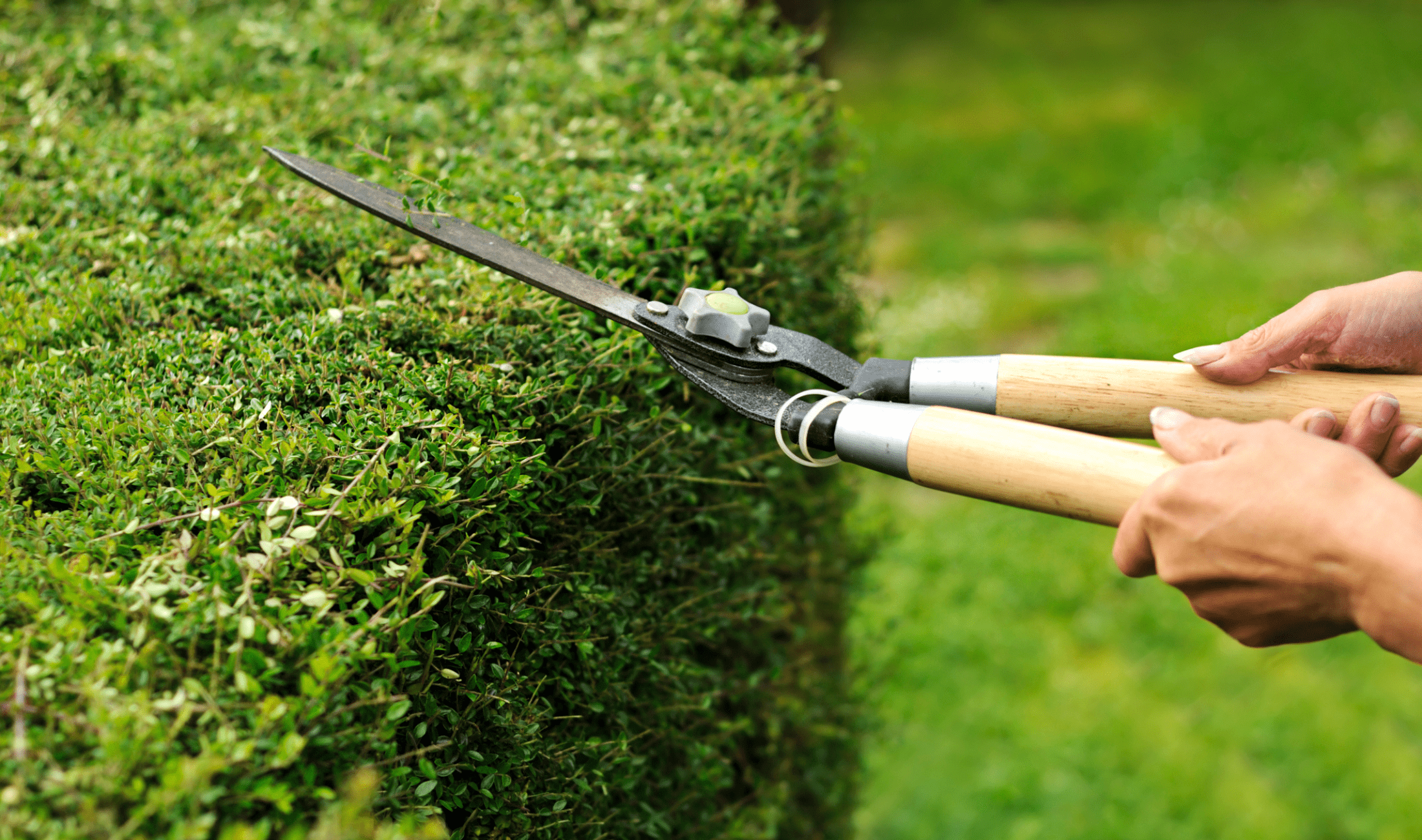 A person using shears to cut their hedge back.