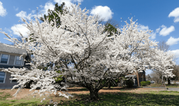 A Bradford pear tree.