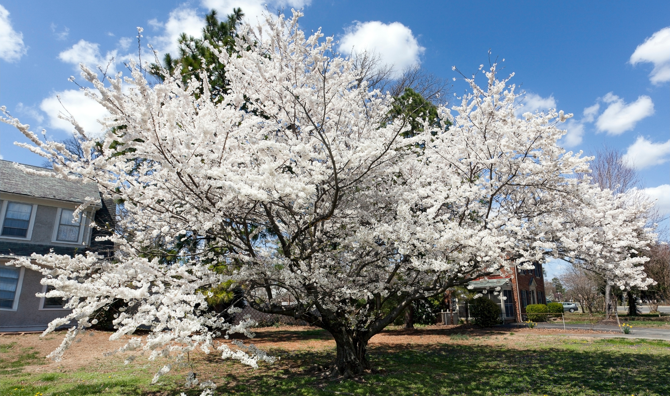 A Bradford pear tree.