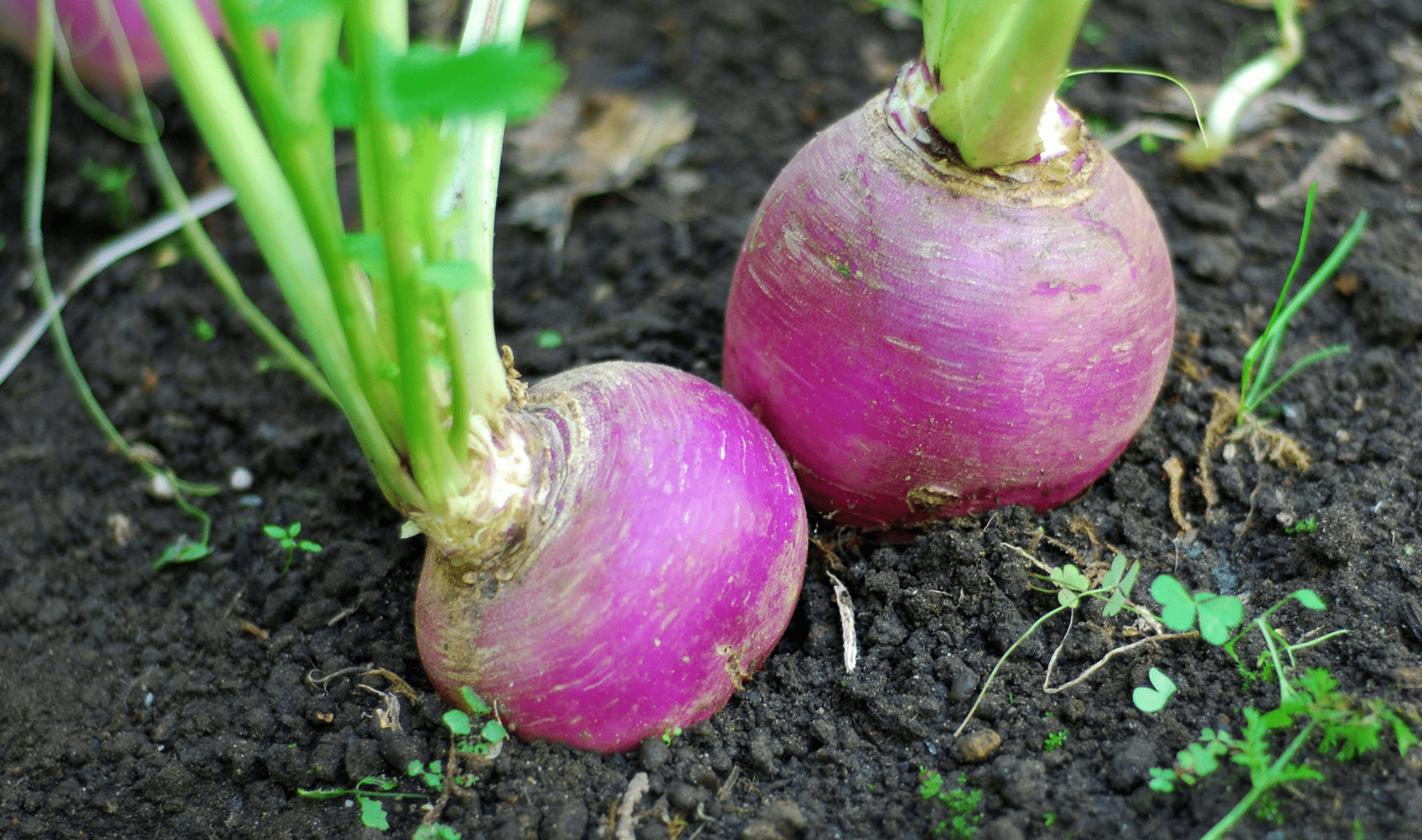 Two turnips in the ground.